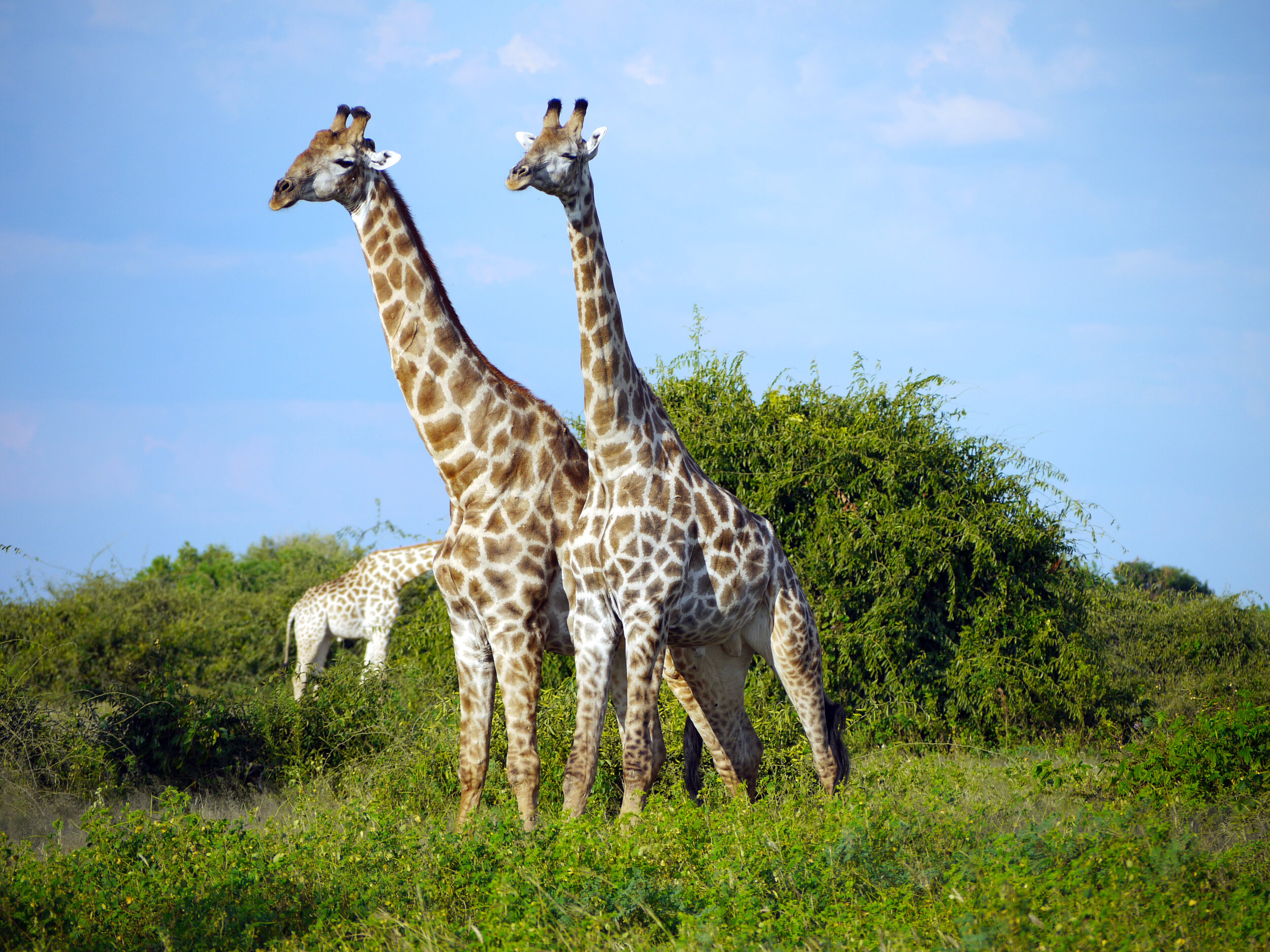 Giraffes.jpg