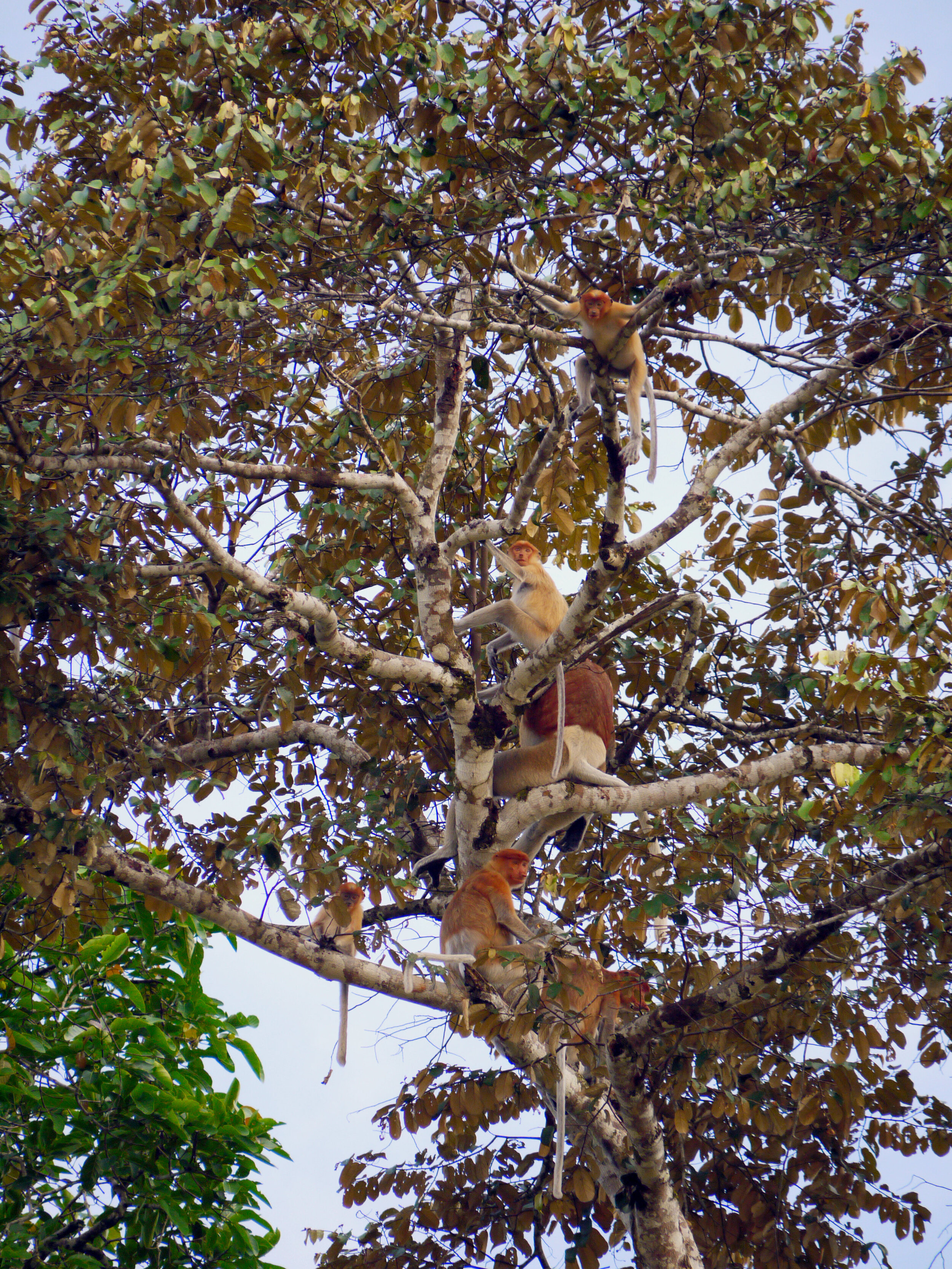 proboscis.jpg