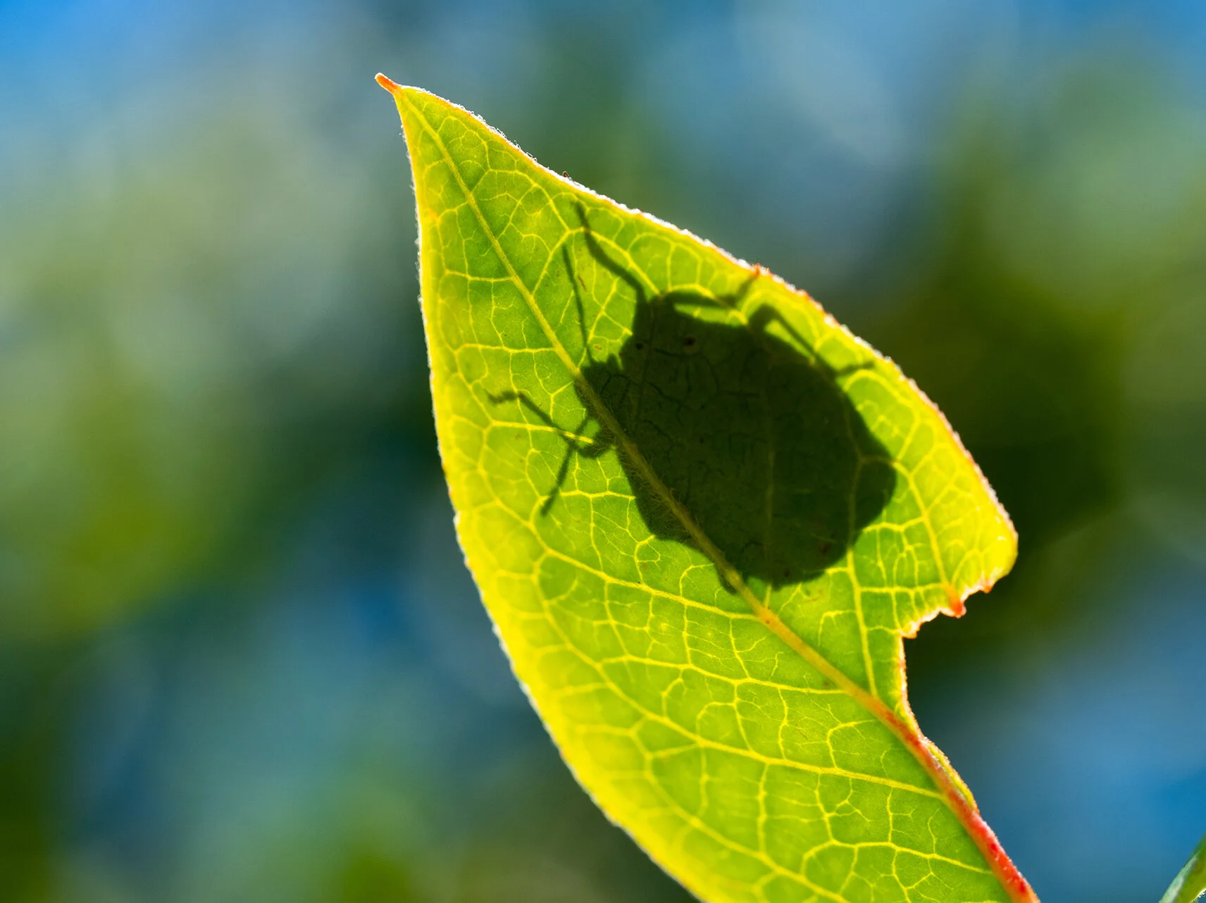 Shieldbug 1eS.jpg