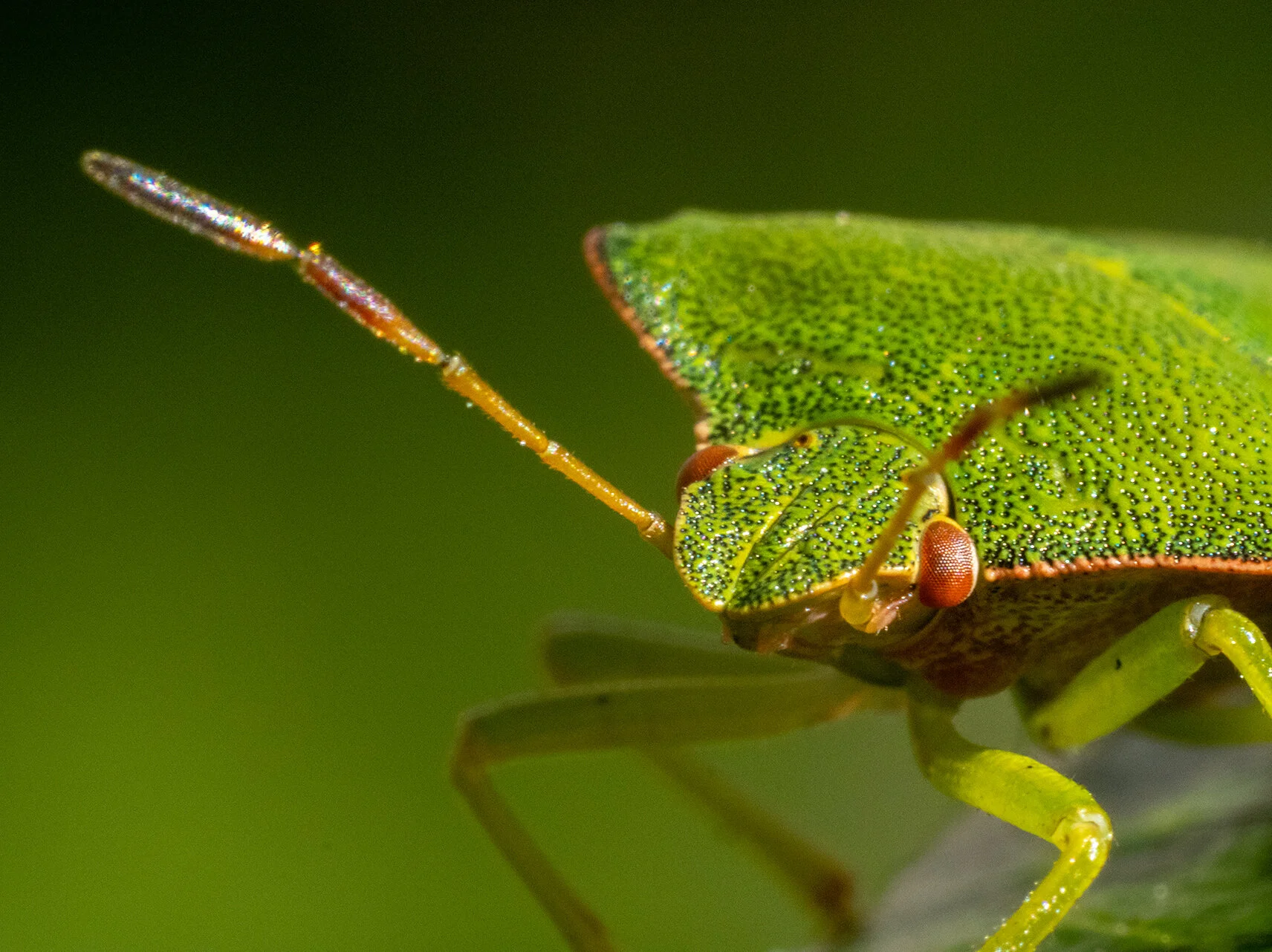 Shieldbug 1jS.jpg