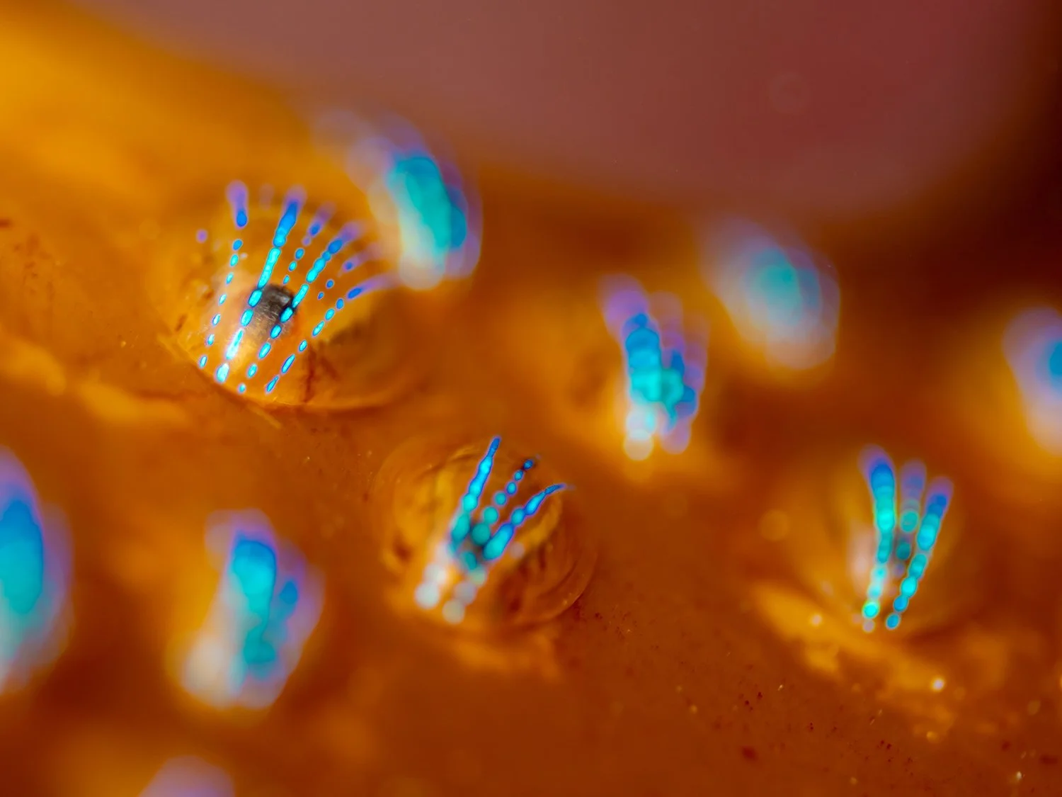 Cornwall’s Underwater Seasons