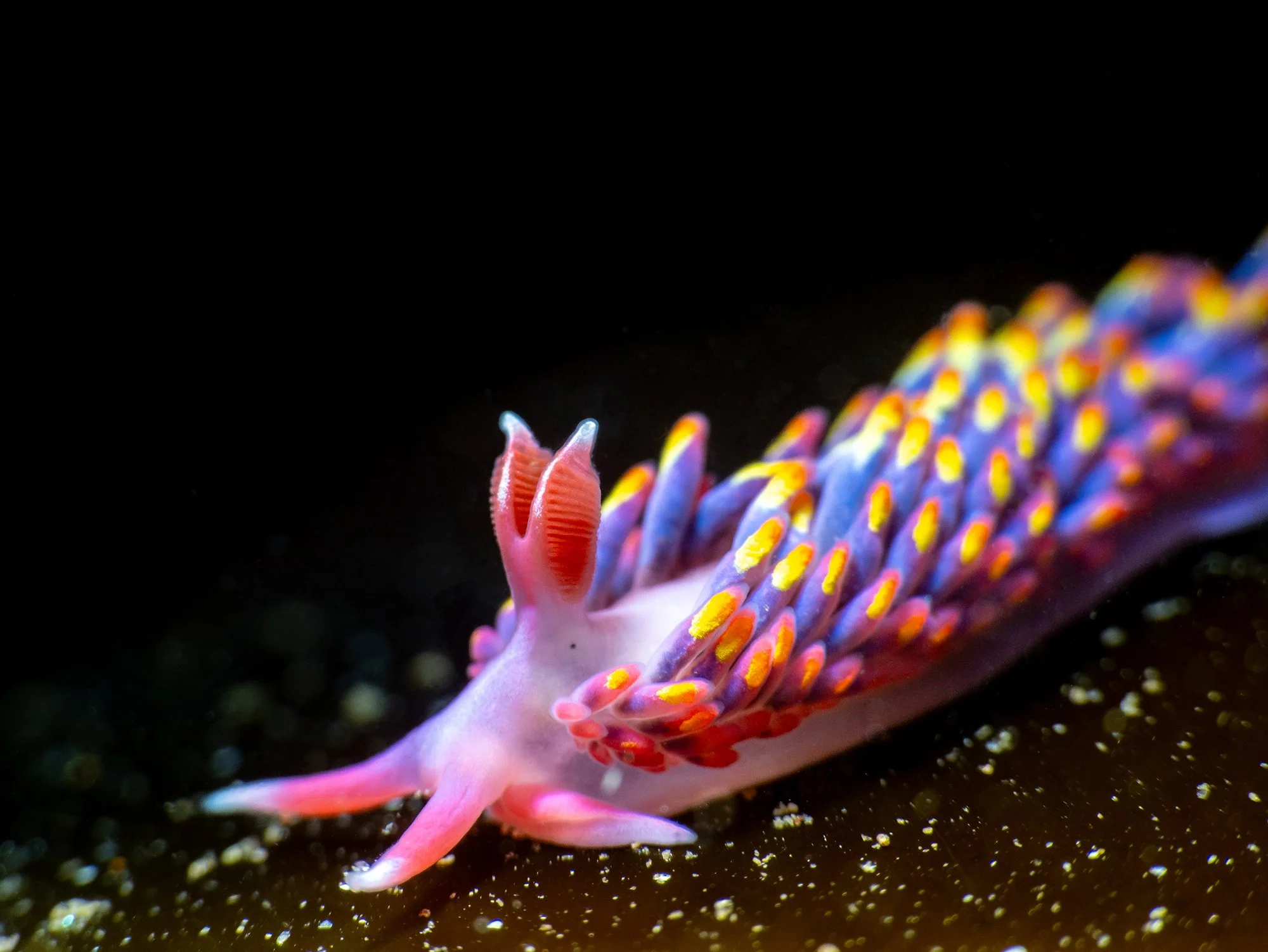 The Rainbow Sea Slug