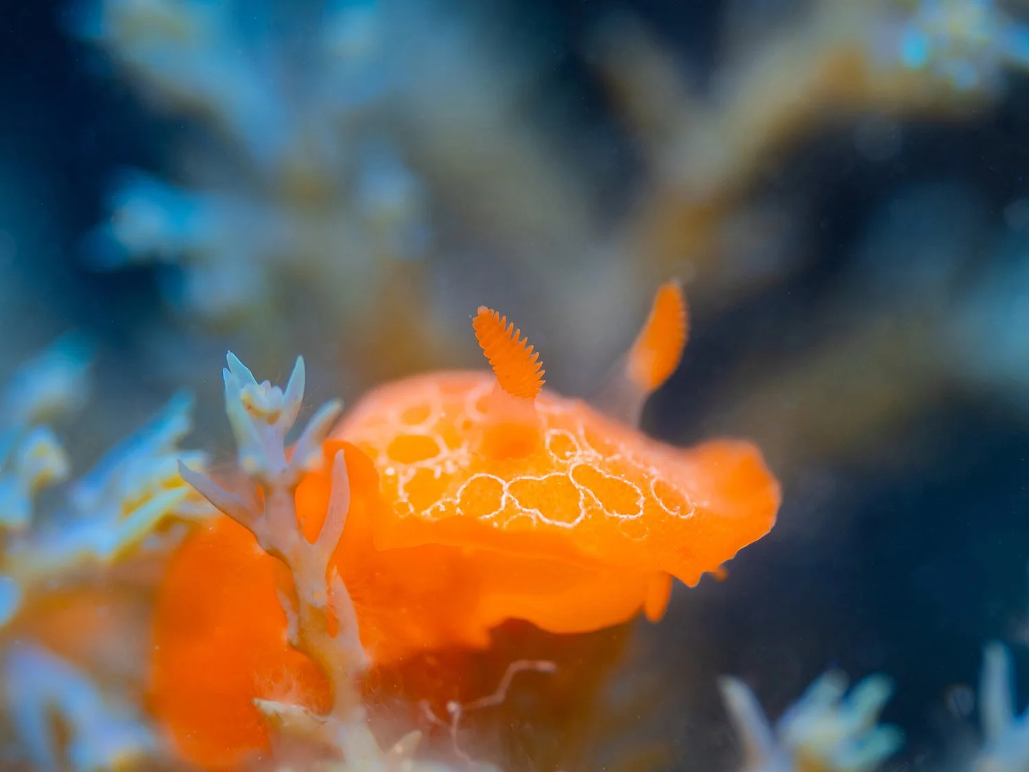 Disco Doris Sea Slug