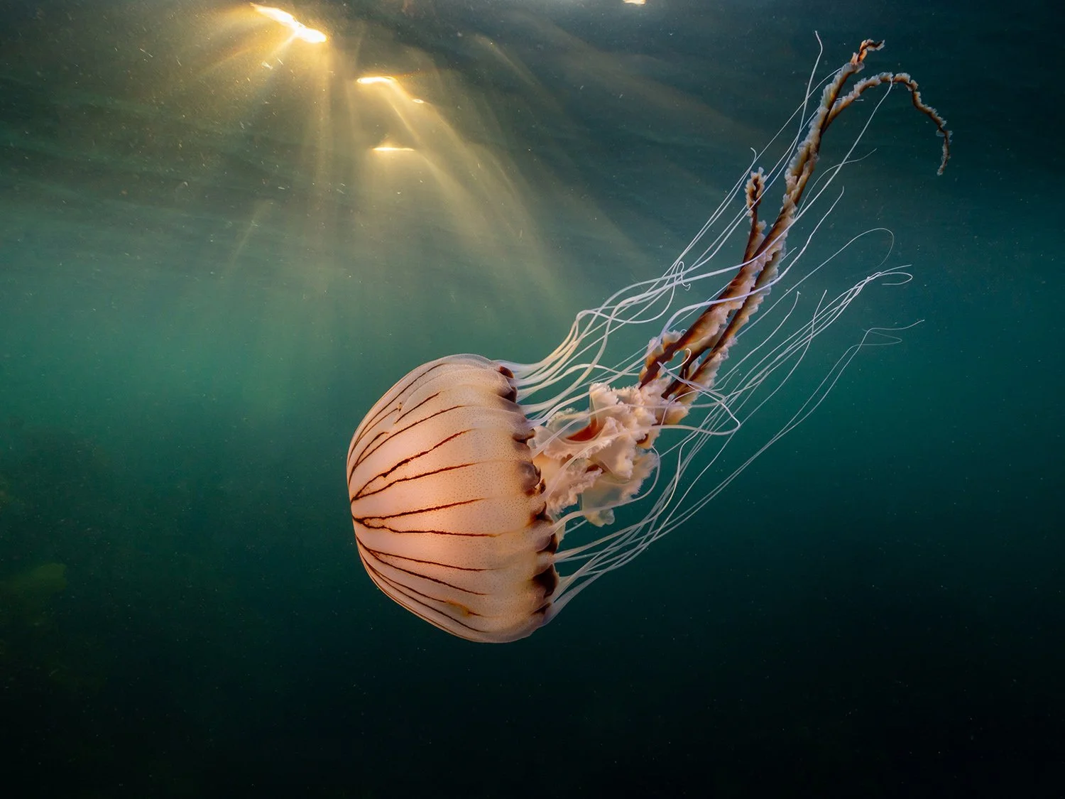 Summer Jellyfish
