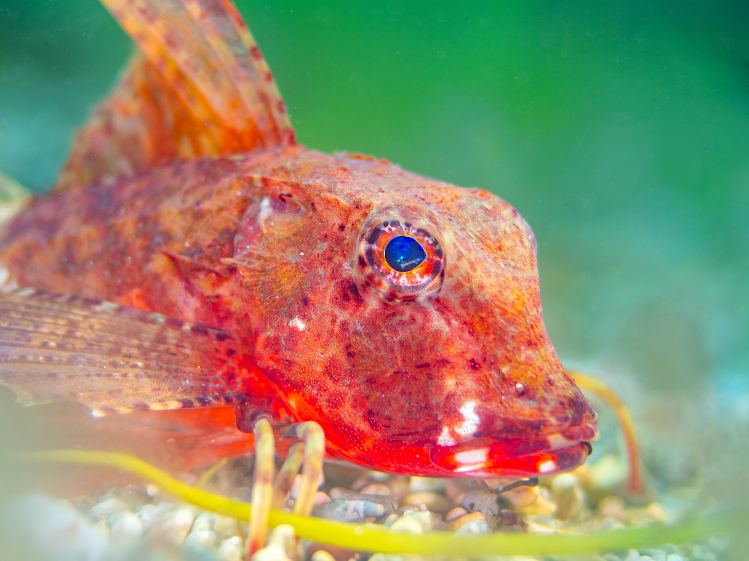 Summer Diving and a Wildlife Explosion