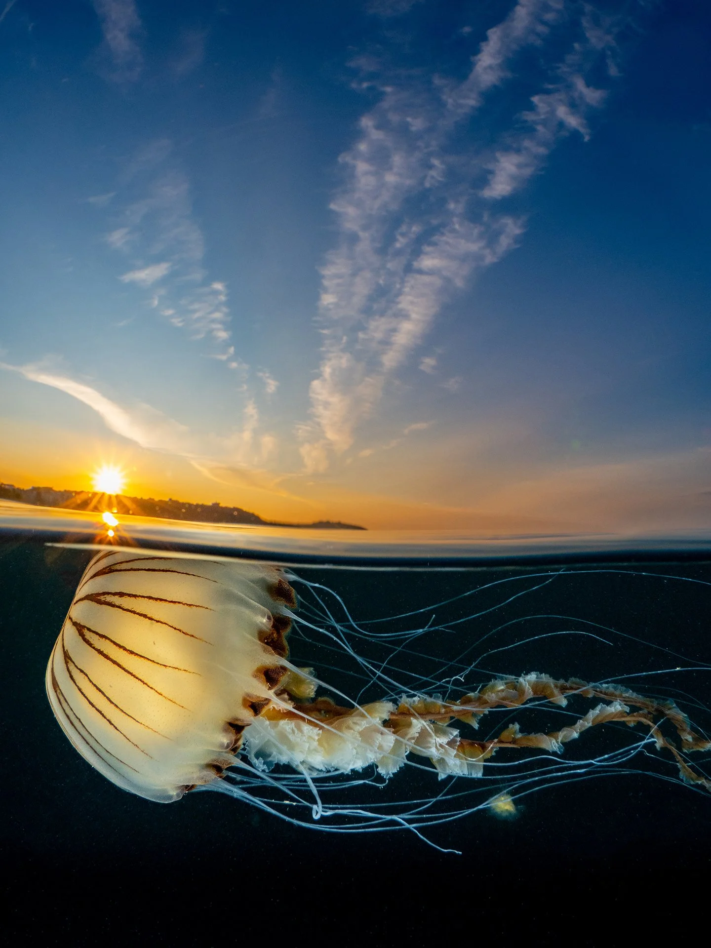 Martin Stevens - sunrise jellyfish.jpg