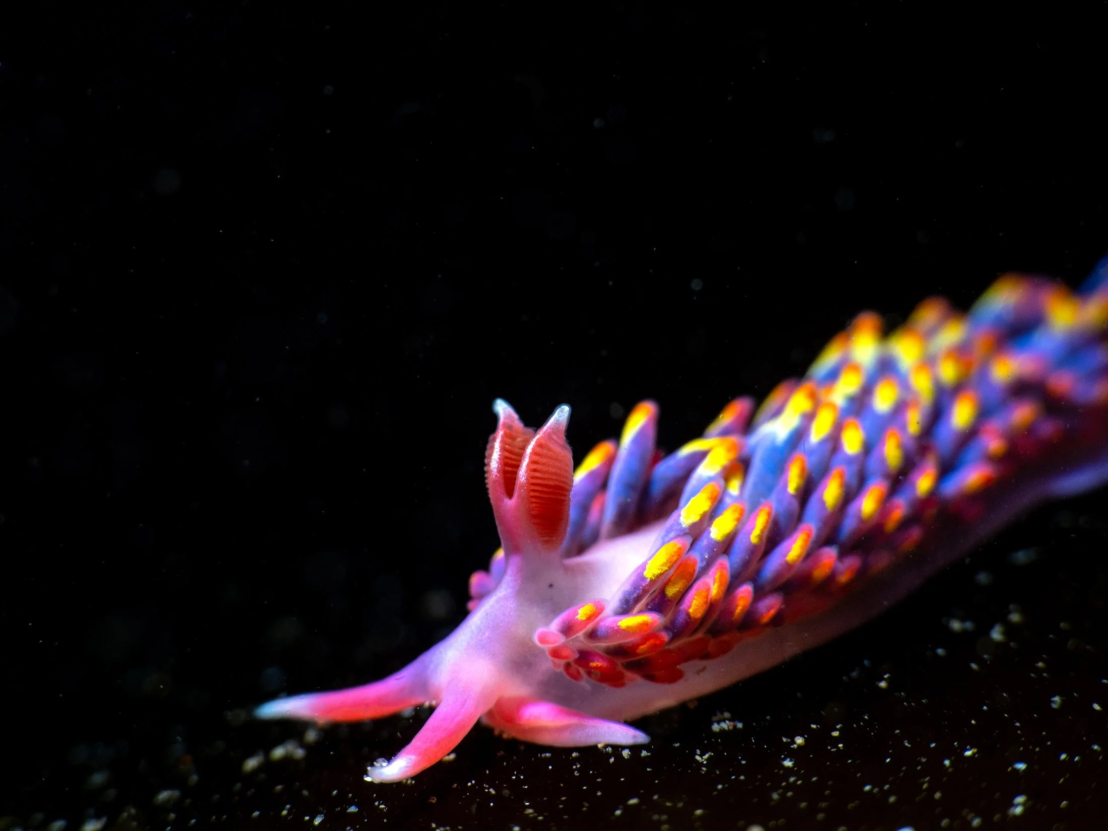 Incredible Sea Slugs Wildlife Vision