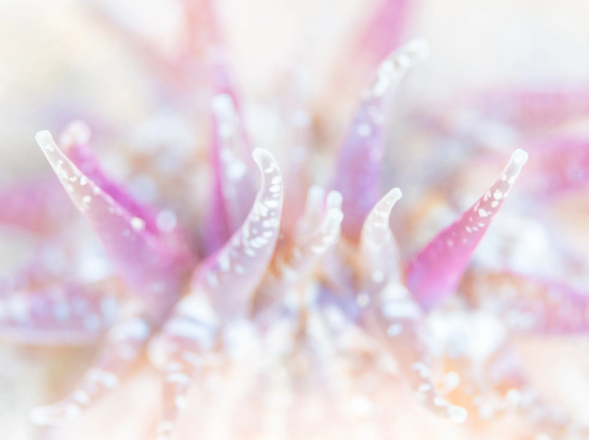 Martin Stevens - speckled anemone.jpg