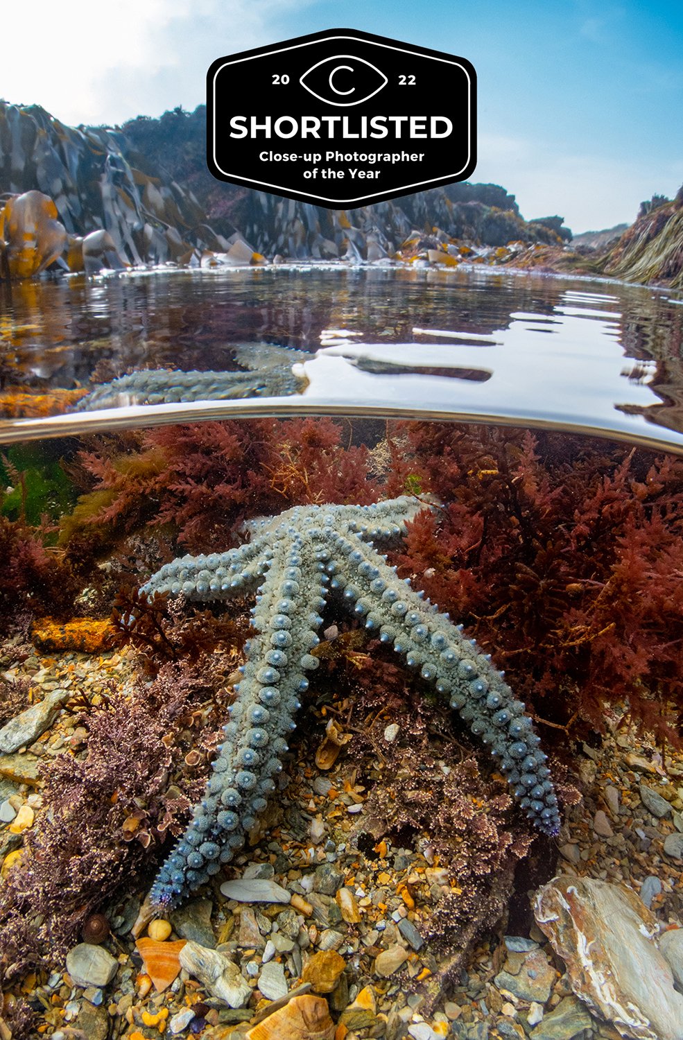 underwater-Martin-Stevens-starfish.jpg