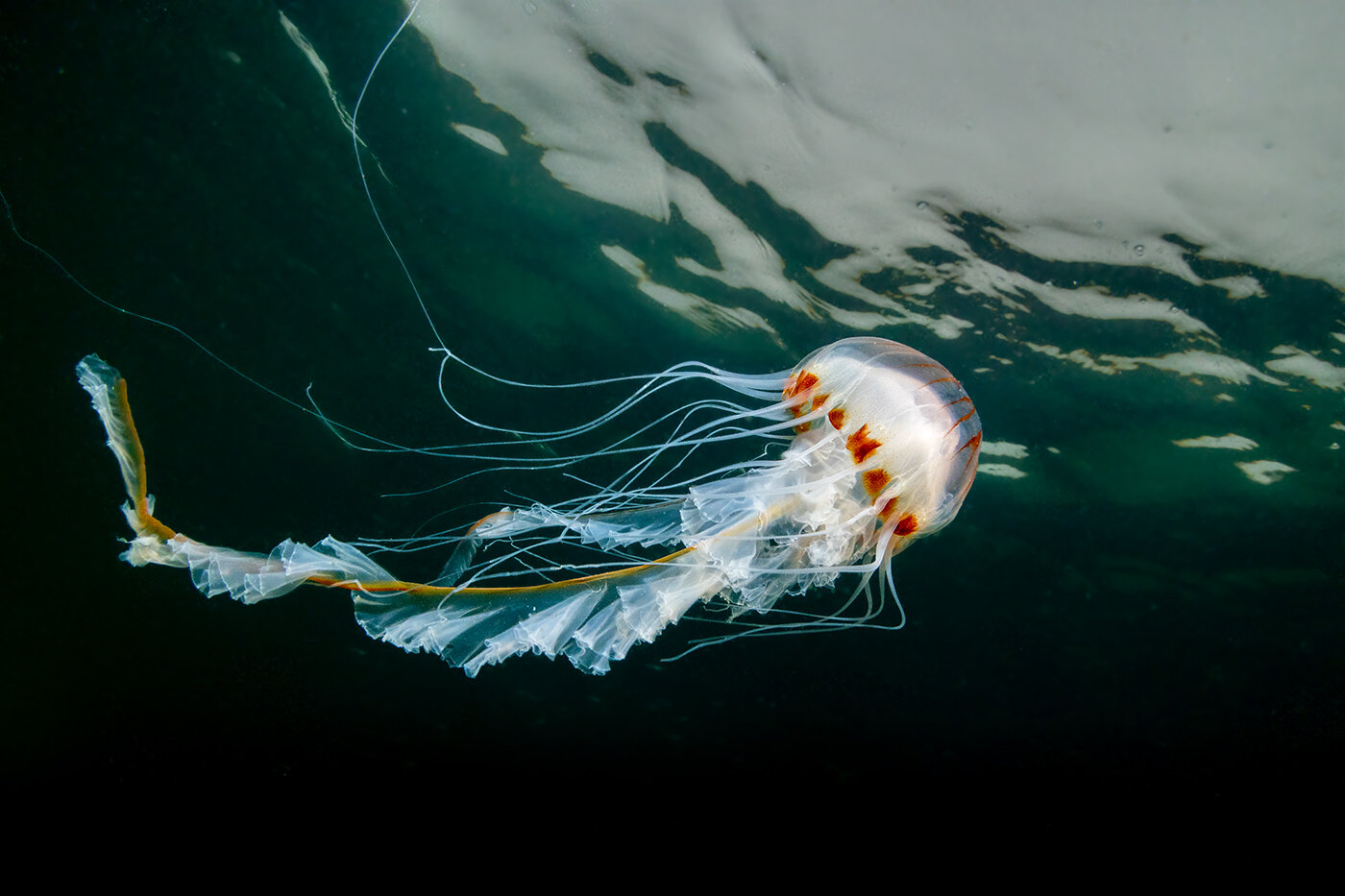 Stevens compass jellyfish s.jpg
