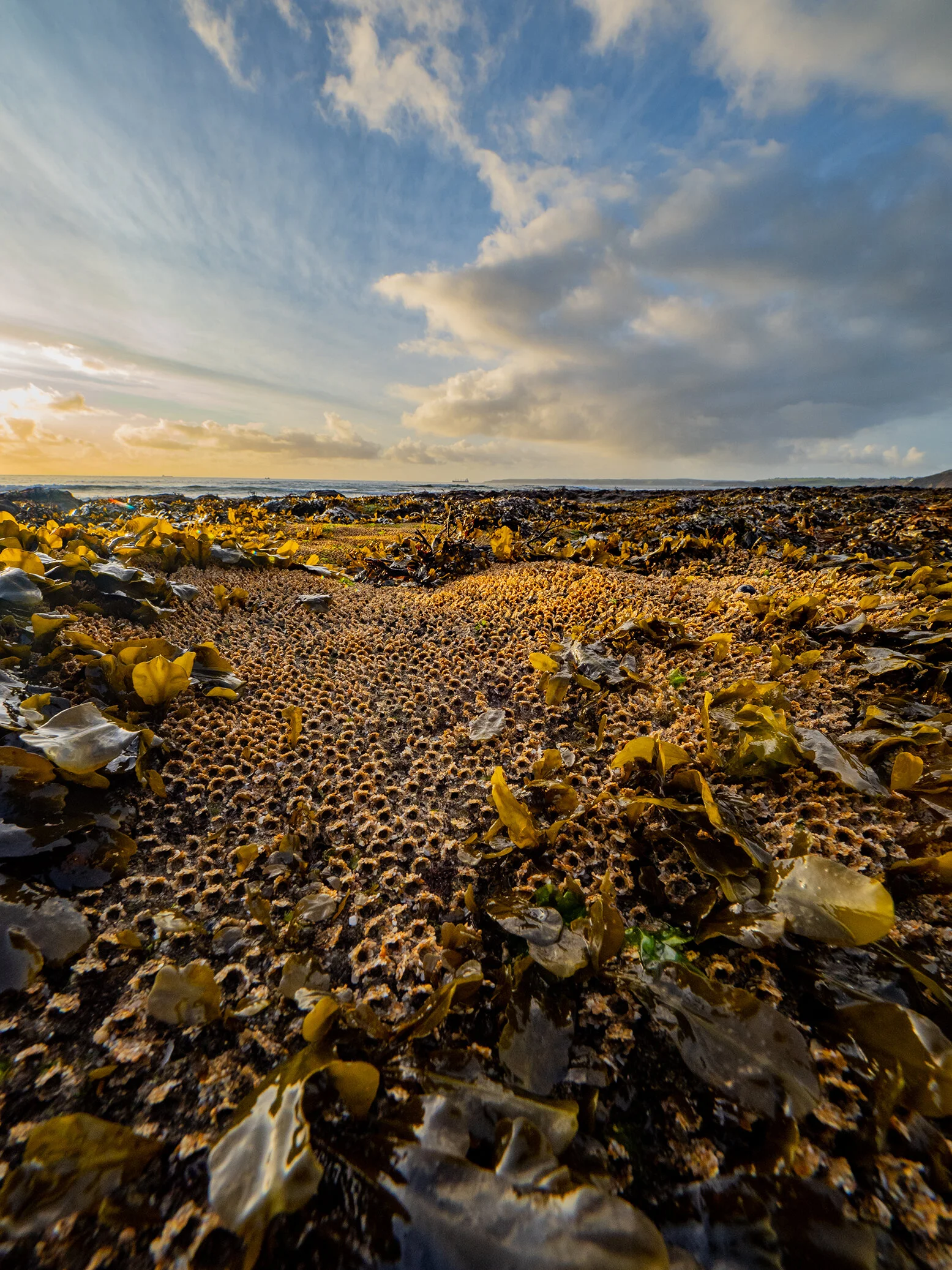 Honeycomb worms