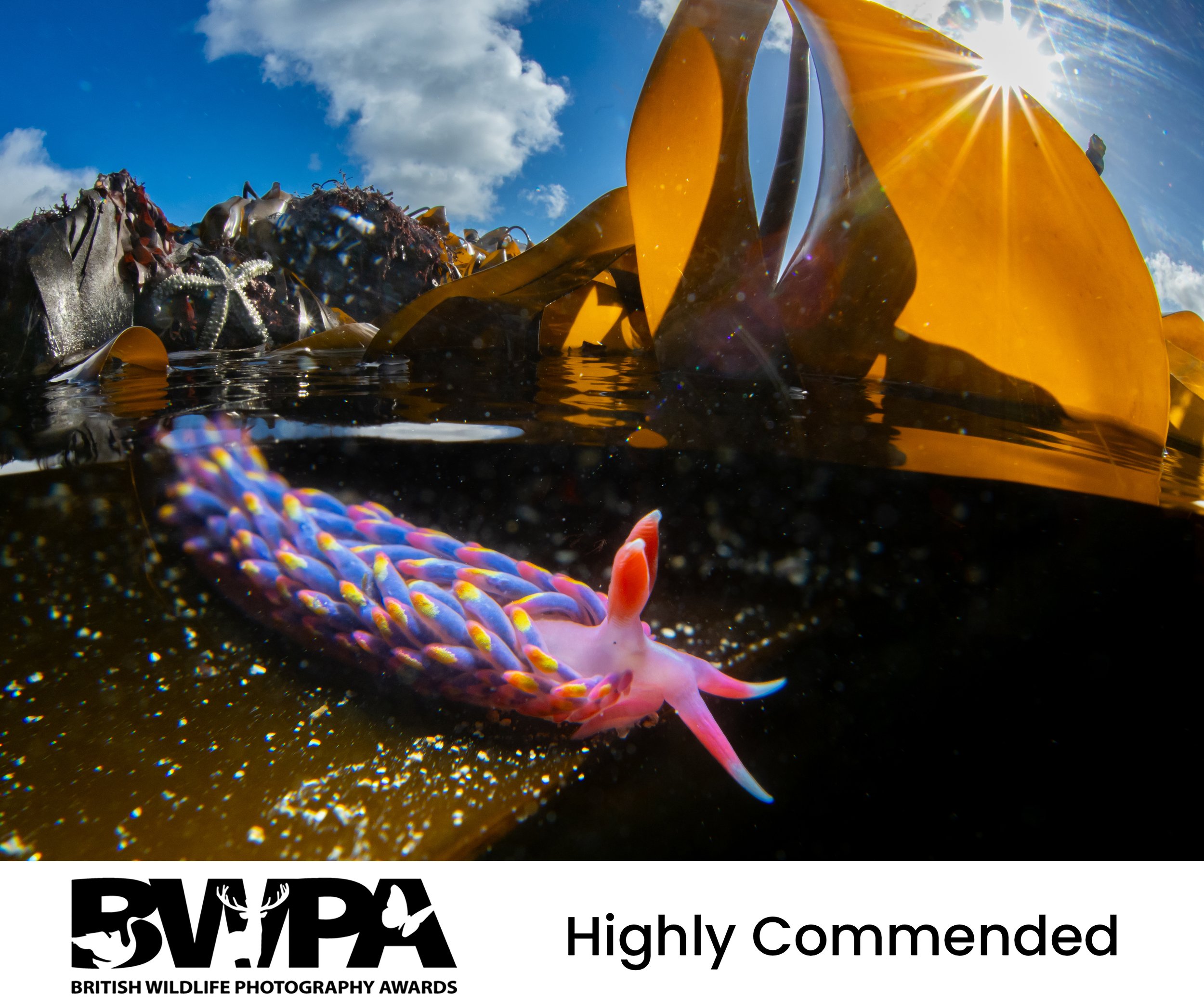 BWPA24.jpg