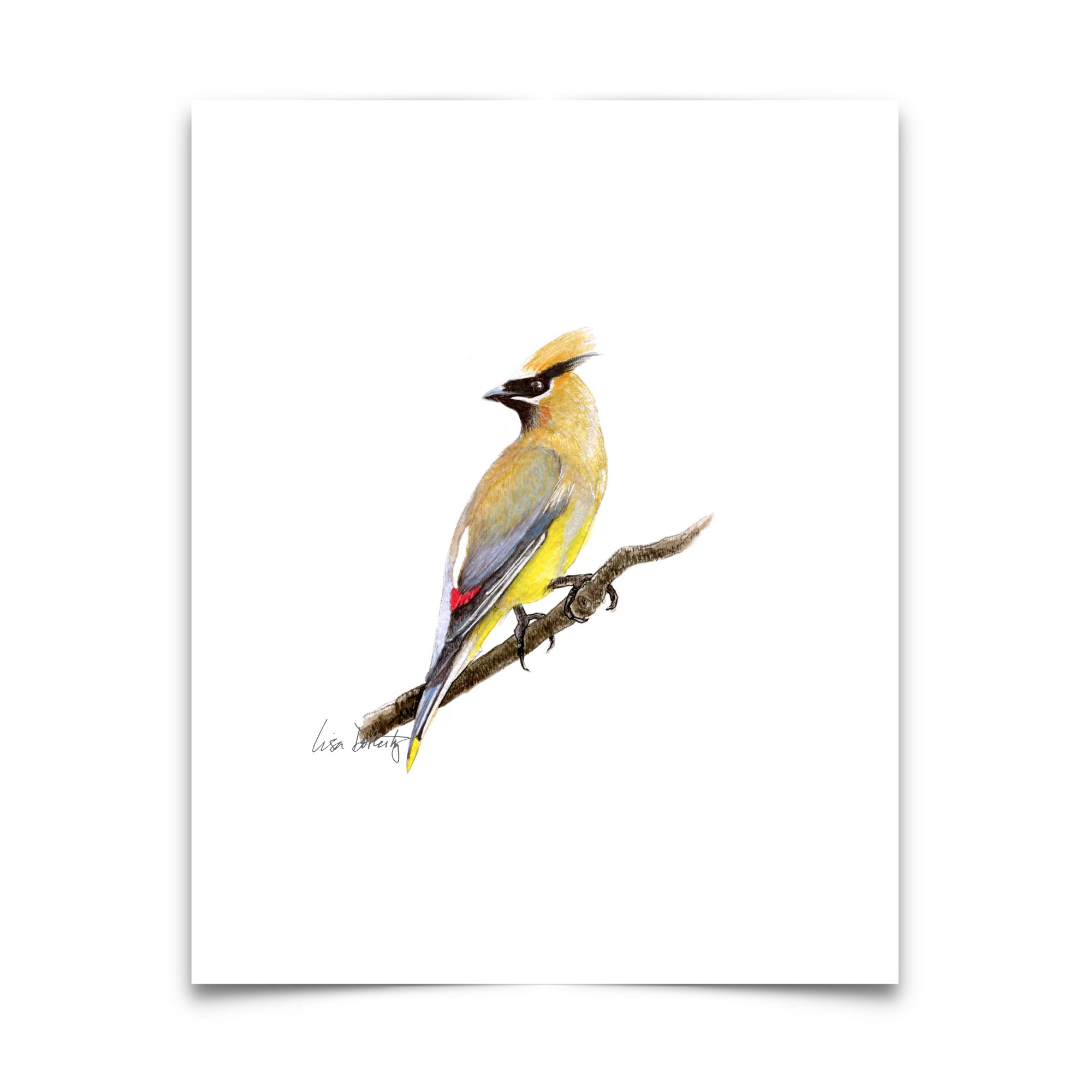 SQ.8x10.CedarWaxwing.paper.jpg