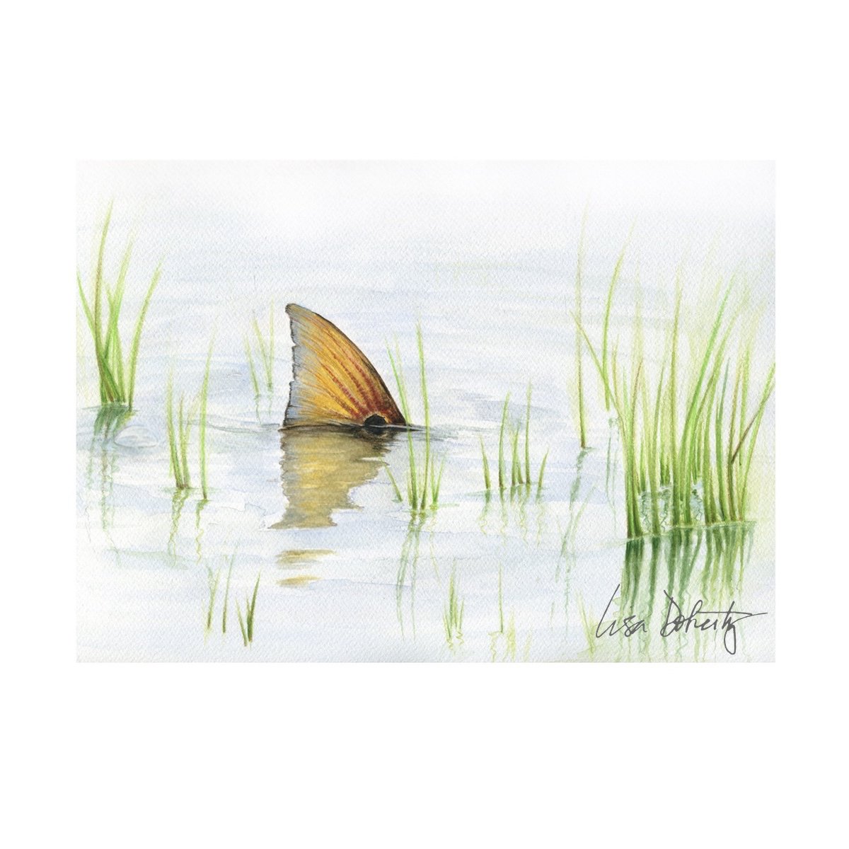TailingRedfish.SQ.sig**.jpg