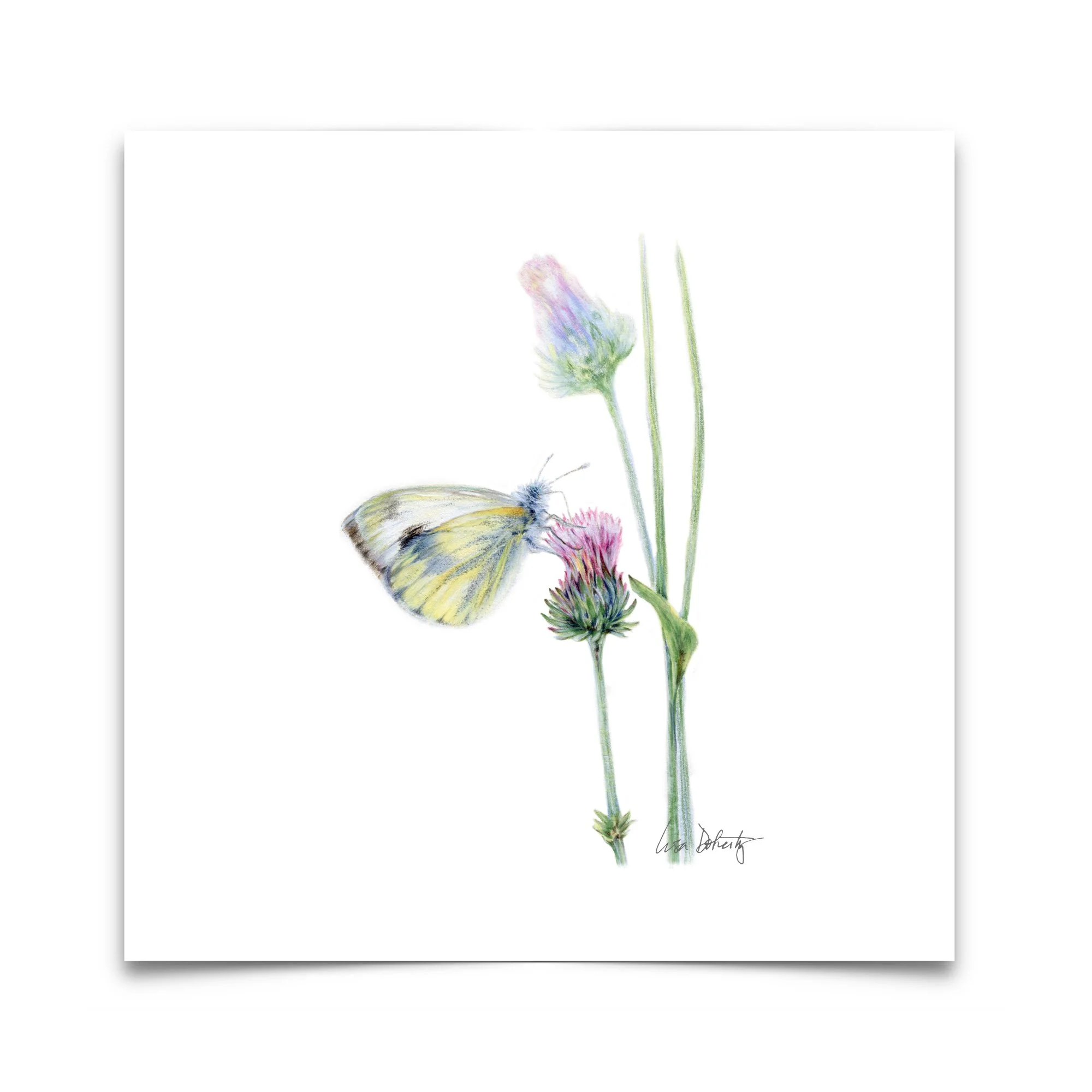 SQ.8x8.Butterfly+Botanical2.paper.jpg
