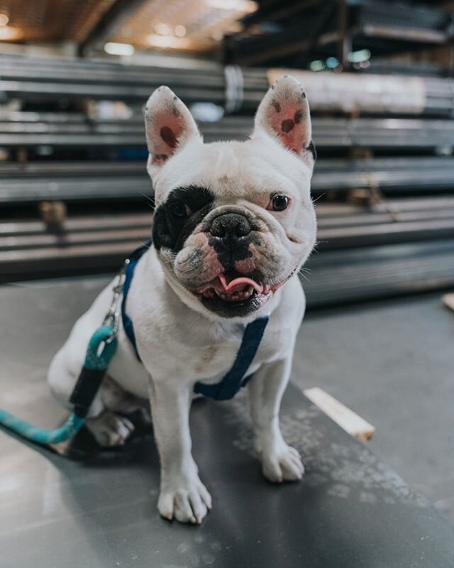 Hello! 🐾 ⁠
My name is Chavo! I was chosen to be the new California Steel mascot! I am excited to be part of the family &amp; even more excited to bring you smiles (or bring you good news, special deals, merch drops, etc...)⁠
________⁠
⁠
&iexcl;Hola!