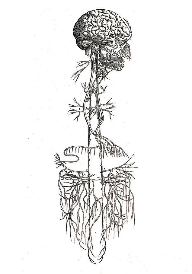 The Vagus Nerve