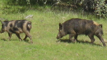 GUIDED PIG HUNT FOR TWO – DONATED BY THE BOURDET FAMILY OF HOLLISTER: Enjoy an unforgettable spot-and-stalk pig hunt for two on a private ranch just 20 minutes outside of Hollister. This scenic property features open country with oak thickets and is