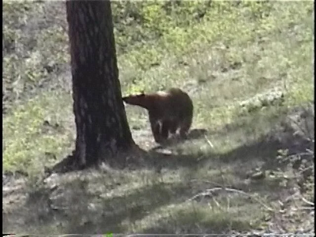 Chesnimnus Spring Bear Hunting