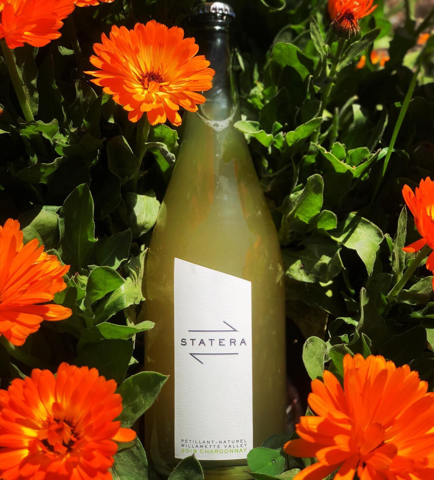 ✨NEW BUBBLES✨ 
2019 Statera Chardonnay Petnat now available! Fruit from two new (to us) vineyards, and undisgorged, because chardonnay is all about the lees. 
Send us a DM or order on our website. Free deliveries in Portland (on orders &gt;$50), and 