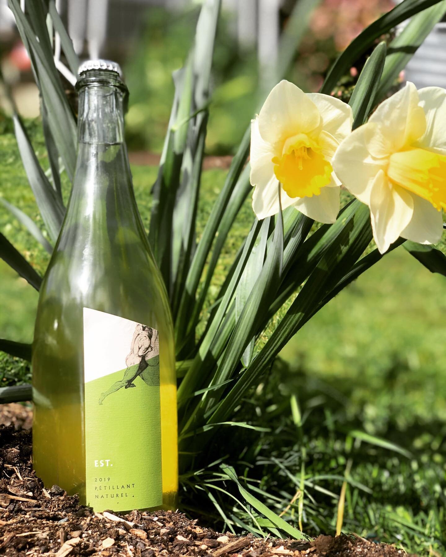 2019 EST Sav Blanc Petnat now available, and we&rsquo;re offering FREE DELIVERY in the Portland metro area of this, and all of our current releases, on all orders of $50 or more. Send a DM or order on our website. Thank you to all that have supported