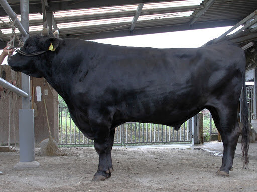 Japanese Black Cow