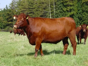 japanese brown cattle