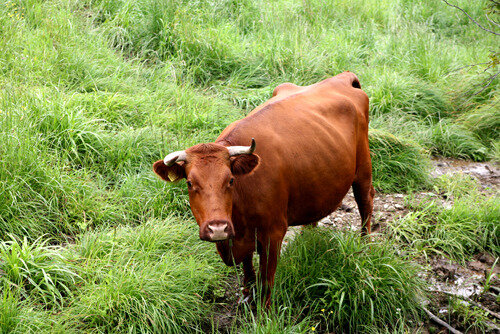 japanese shorthorn cattle