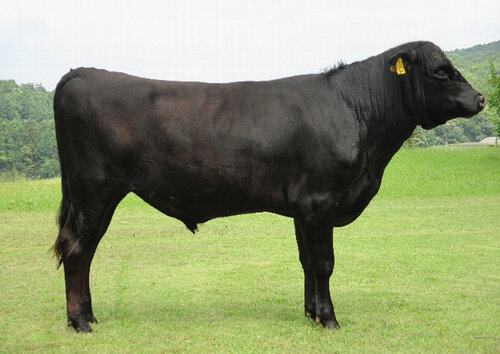 japanese polled cattle