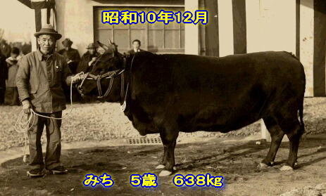 old picture of matsusaka cow