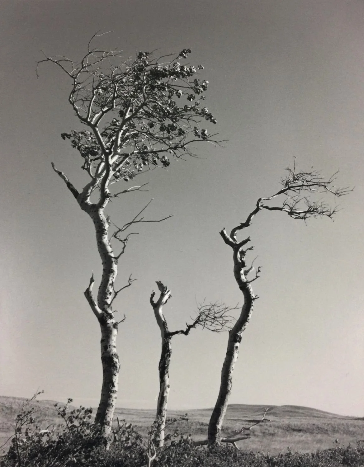 Waterton, Buffalo Paddock, Poplars (#208), 1969, dark-room based silver emulsion black & white photograph