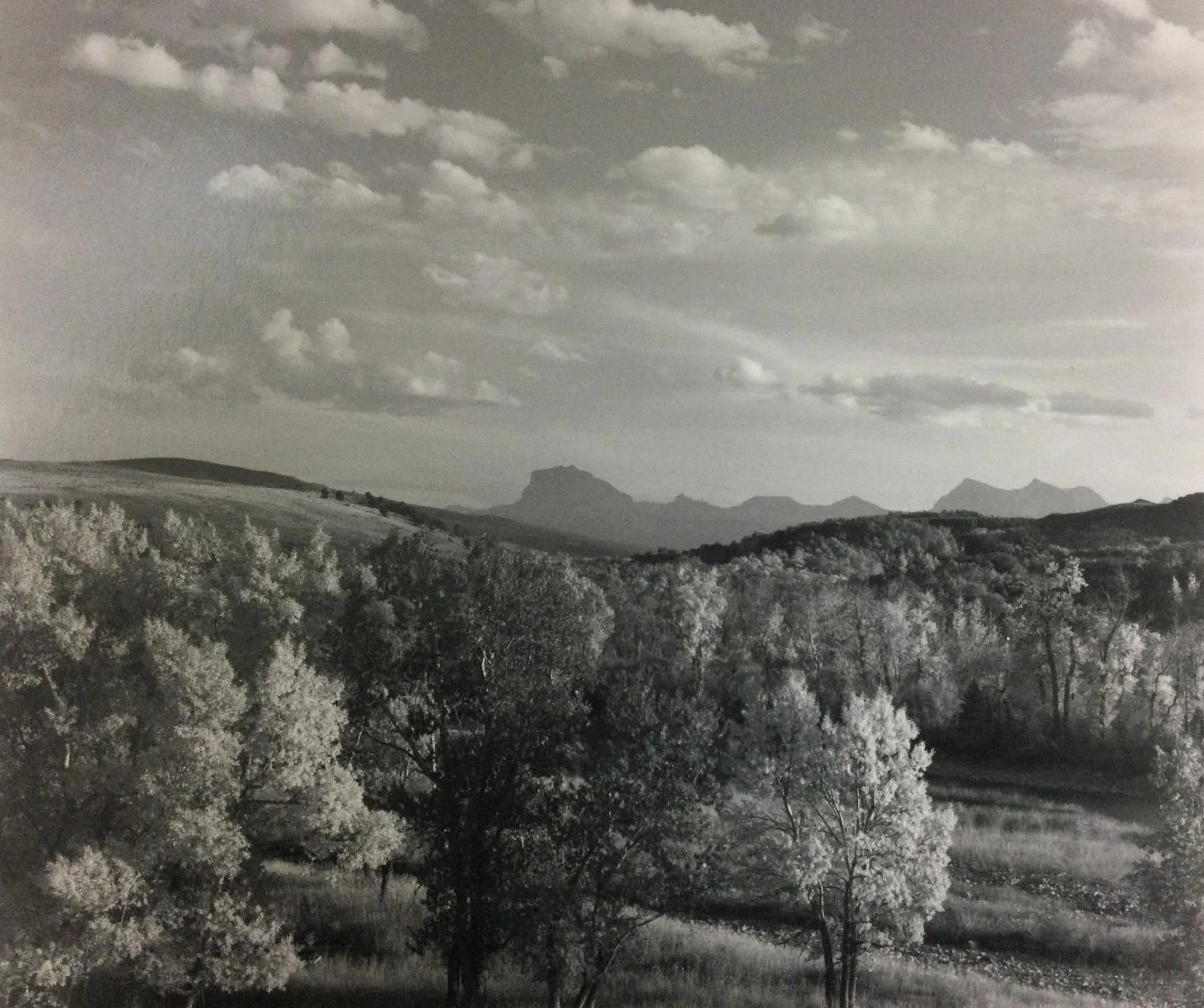 Trees, Toward Chief Mountain (#222), 1991, dark-room based silver emulsion black & white photograph