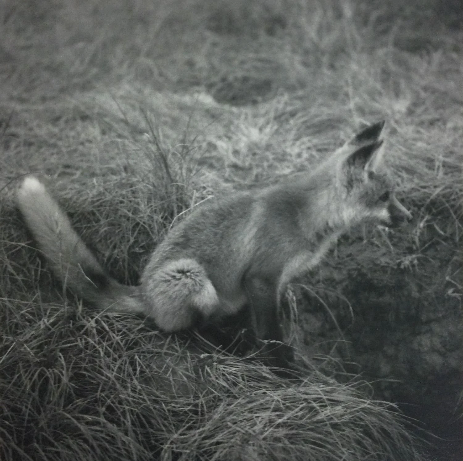 At The Den: Red Fox Pup #3 (#219), 1972, dark-room based silver emulsion black & white photograph, 5 x 5 inches (13 x 13 cm), framed, ($400 Cdn, category B).