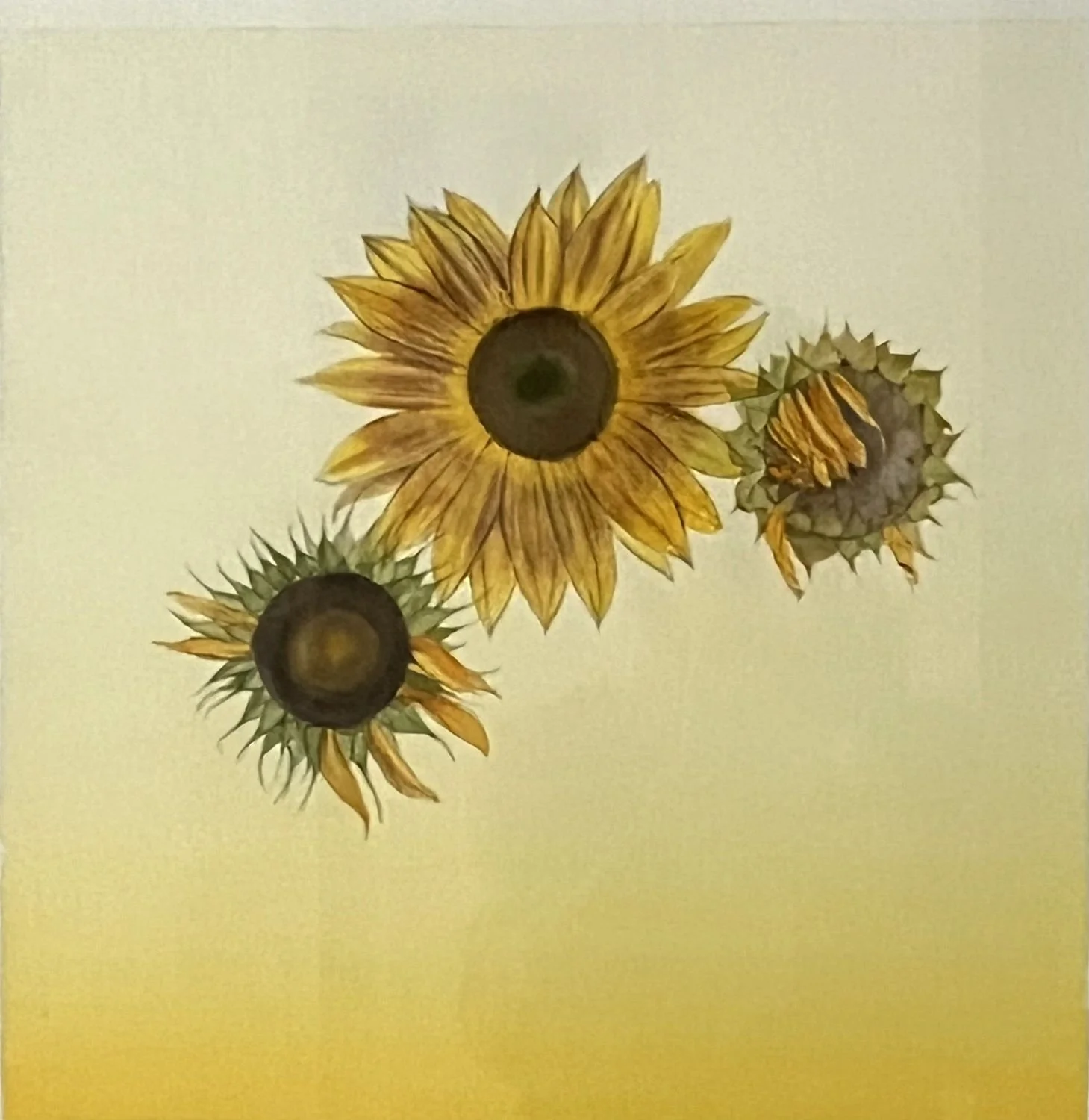 Sunflower Series (25.5), Sunflower D, 2025, watercolour on paper, 13 x 13 inches (33x33cm), framed (outside measurements 26.5 x 23 inches/67x59cm), $1275 Cdn.