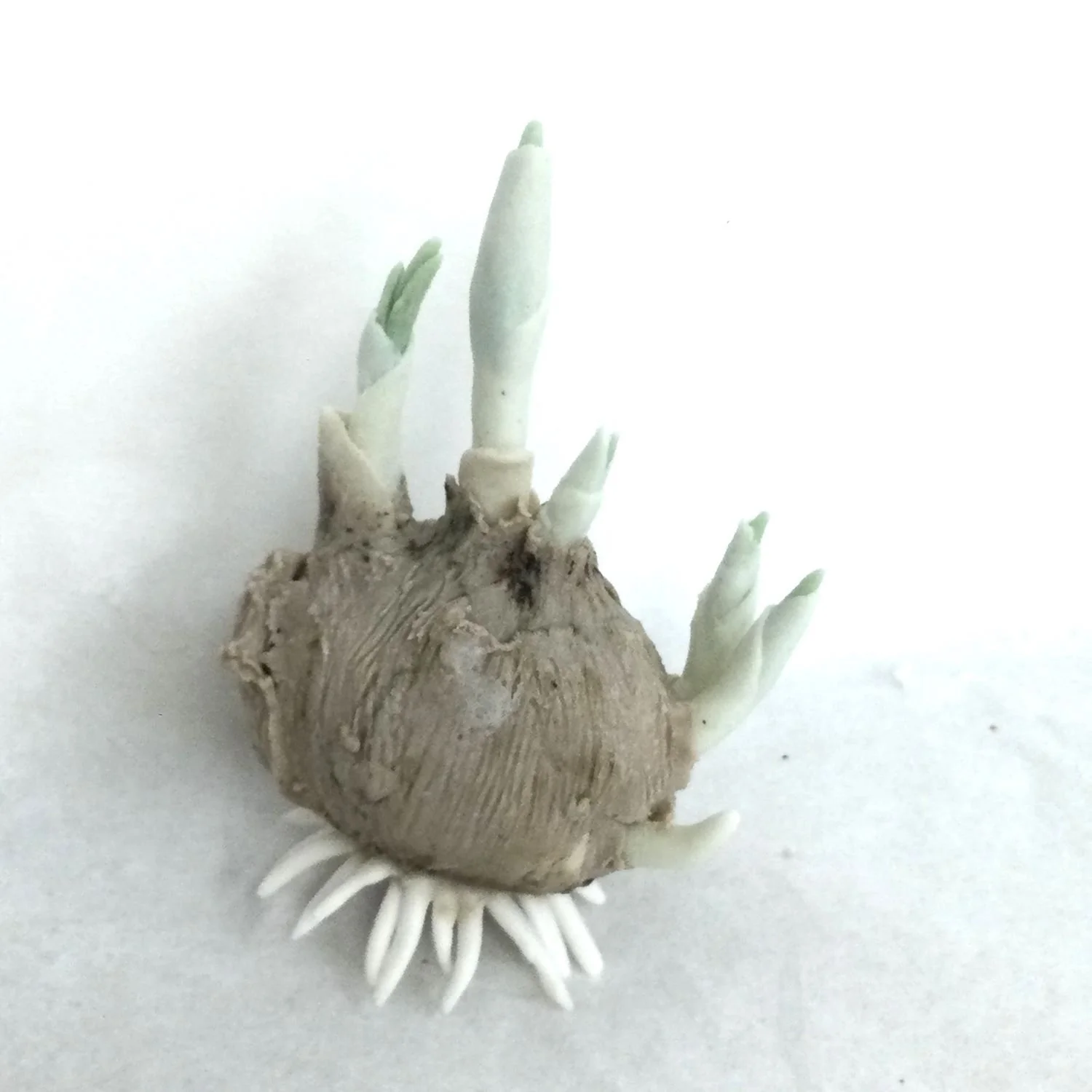 Crocus With Leaves (cat#22.4), 2022, cone 6 hand modelled tinted porcelain, wall mounted, 1.25 x 1.5 x 3.25 inches (3 x 4 x 8 cm), $275 Cdn.