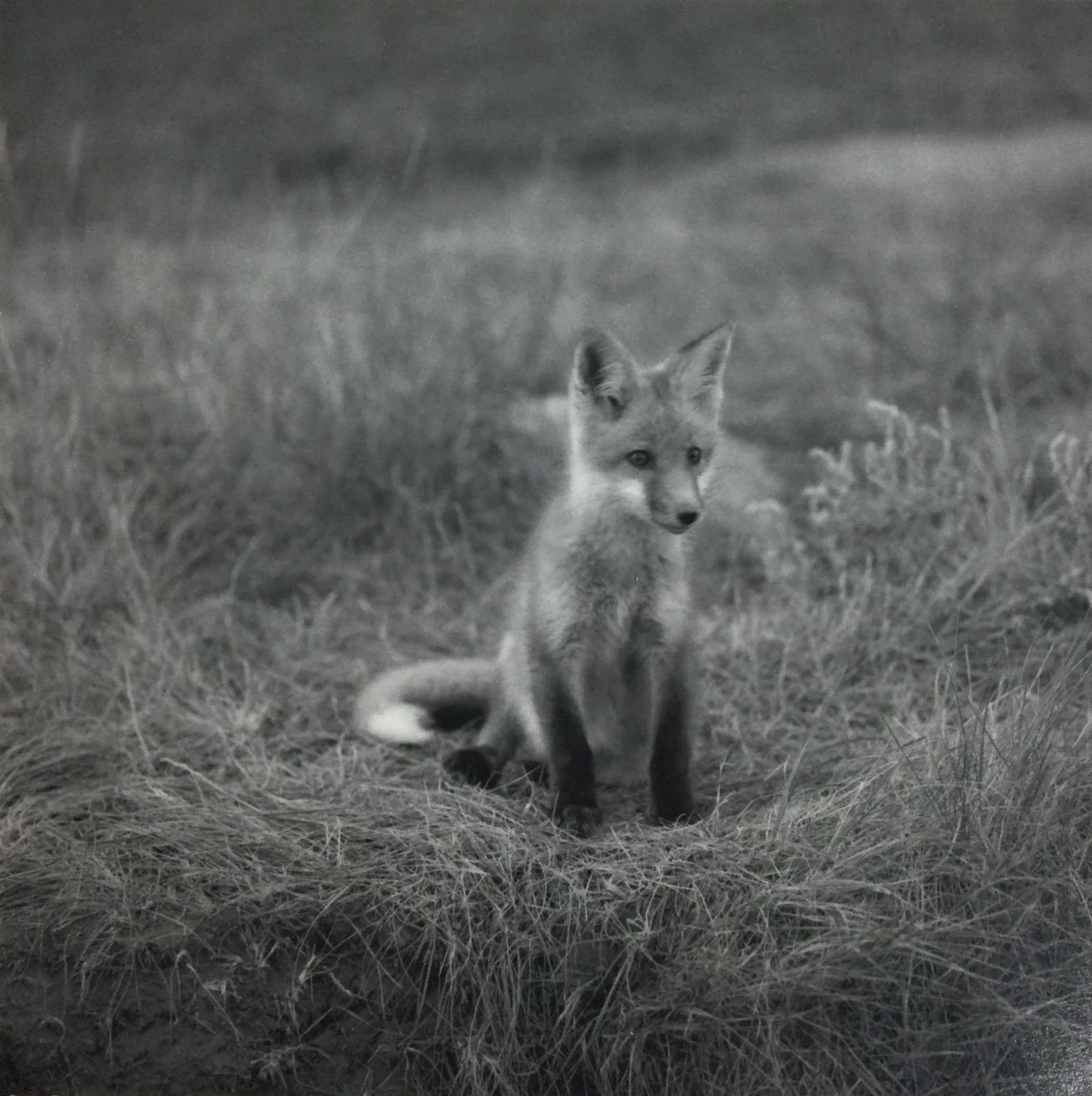 At The Den: Red Fox Pup #1 (#217), 1972, dark-room based silver emulsion black & white photograph, 5 x 5 inches (13 x 13 cm), framed, ($400 Cdn, category B).