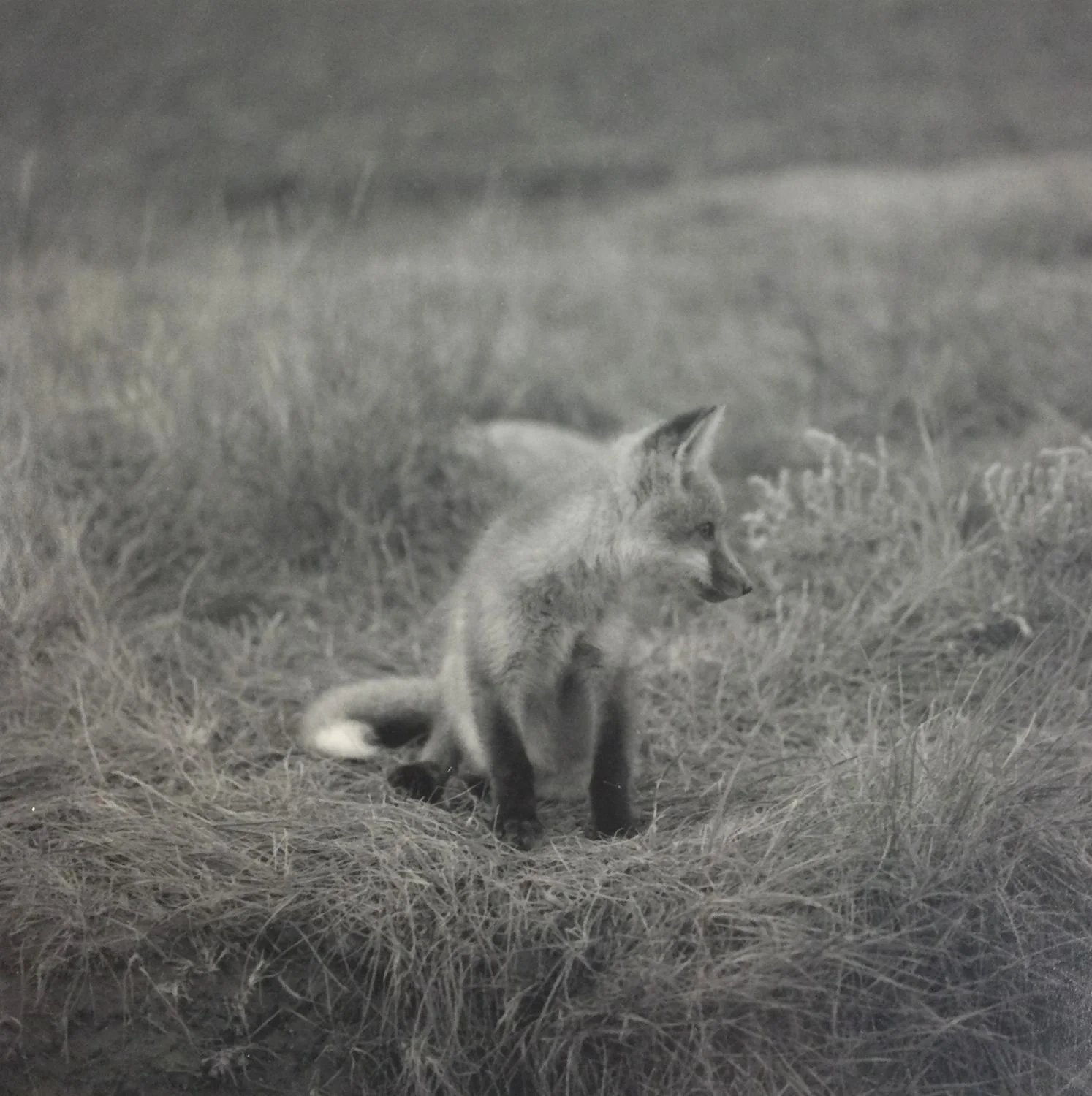 At The Den: Red Fox Pup#2 (#218), 1972, dark-room based silver emulsion black & white photograph, 5 x 5 inches (13 x 13 cm), framed, ($400 Cdn, category B).