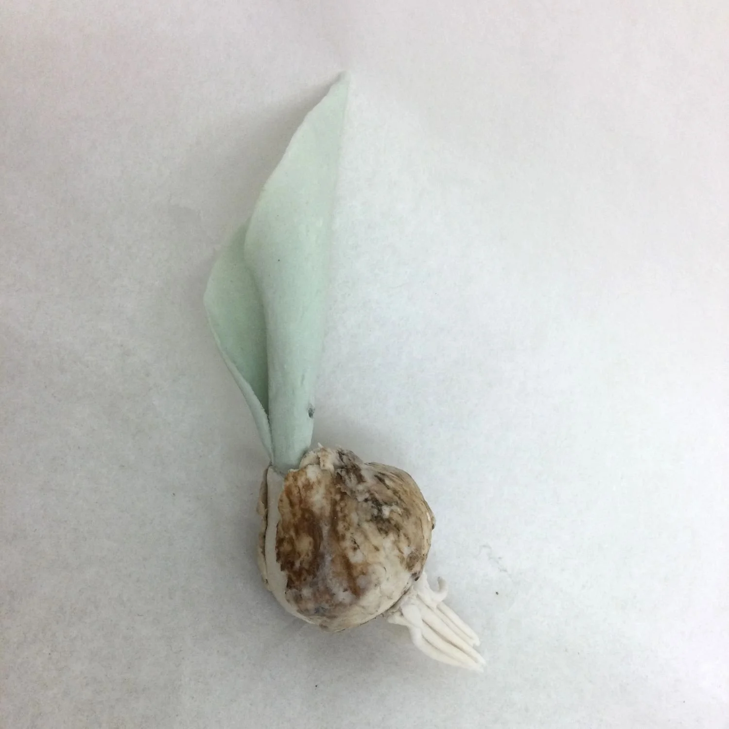 Tulip With Bulb Sprout (cat#21.8), 2021, cone 6 hand modelled tinted porcelain, wall mounted, 2 x 2 x 4.75 inches (5 x 5 x 12 cm), $400 Cdn.