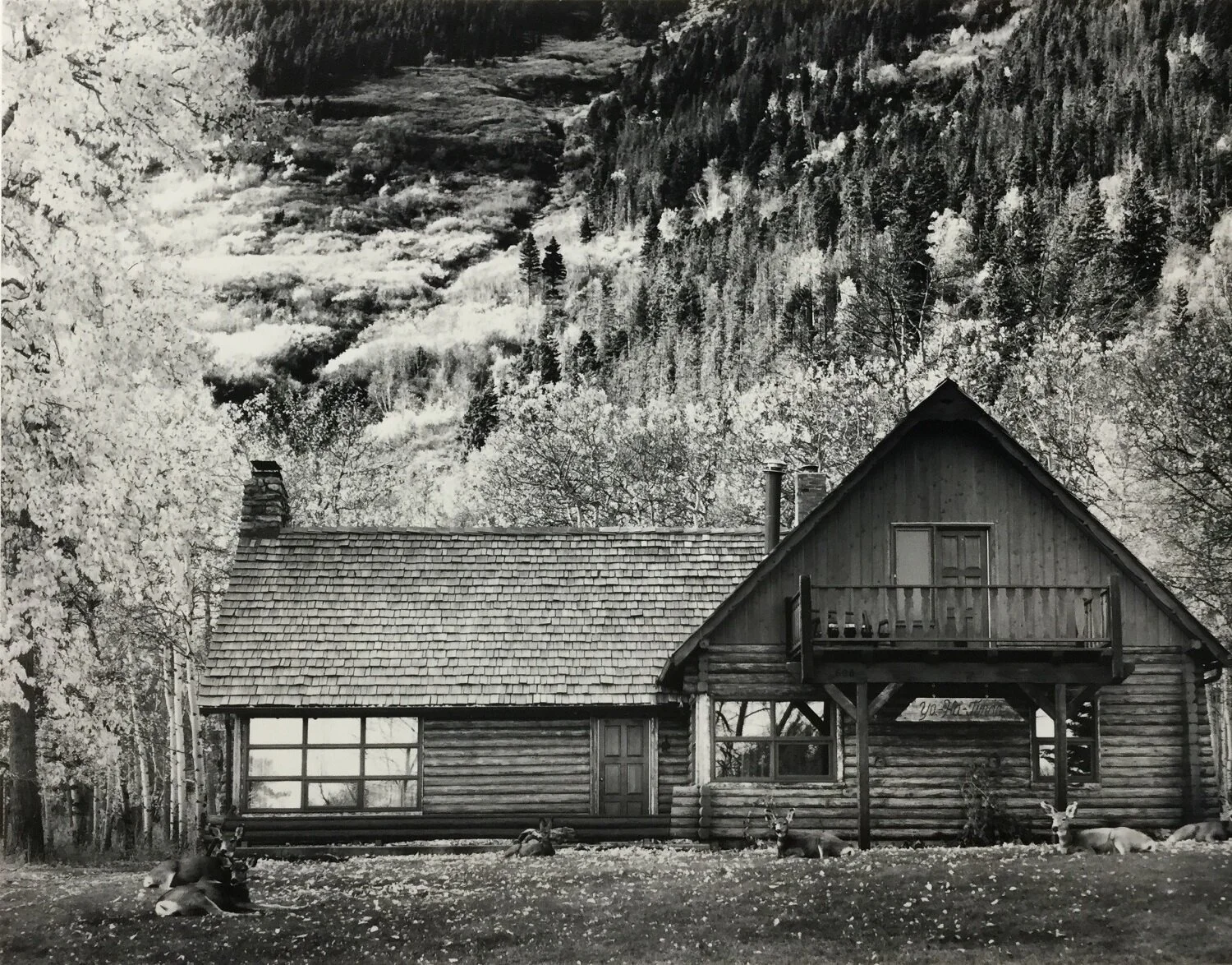 Mule Deer at Ya Ha Tinda (cat#52), 1983, dark-room based selenium toned silver emulsion black & white photograph, framed, 8 x 10 inches (25.5 x 20.5 cm), ($625 Cdn, category C).