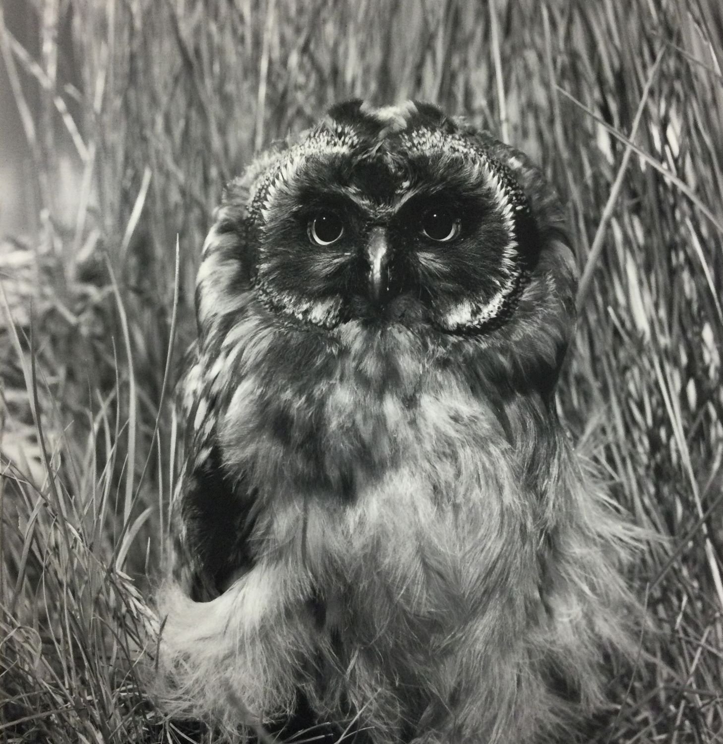 Young Short-Earred Owl (#203)