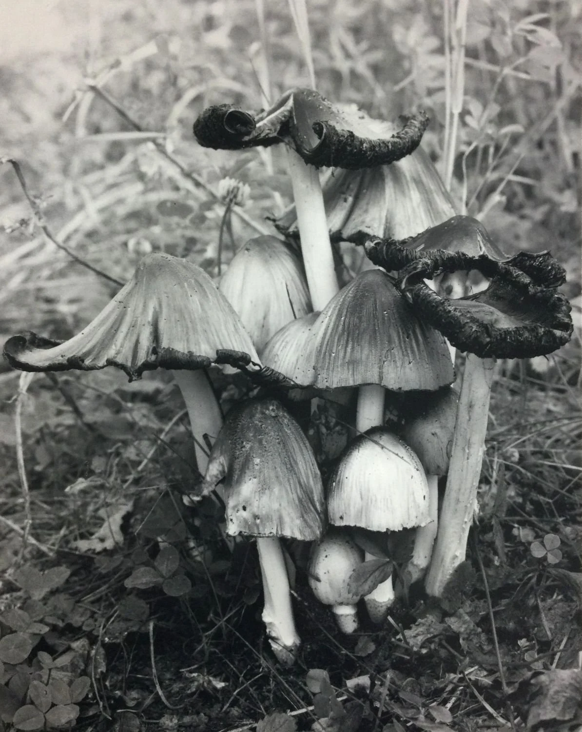 Old Mushrooms (#215), 1992, dark-room based silver emulsion black & white photograph