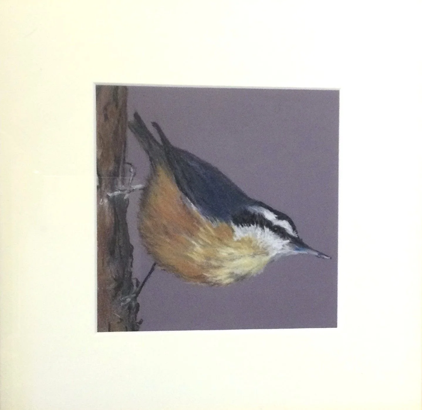 Red-Breasted Nuthatch, 2023, coloured pencil drawing on sanded paper, 6 x 6" (15 x 15 cm), framed, sold