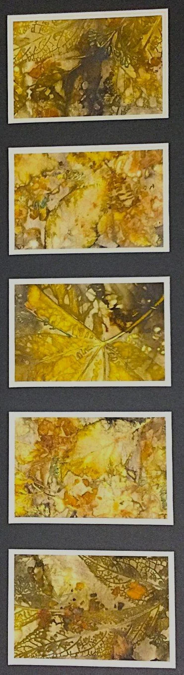 Eco Print (25.1), 2025, eco print on paper, 5 images, each 6 x 4" (15 x 10 cm), matted, $295 Cdn.