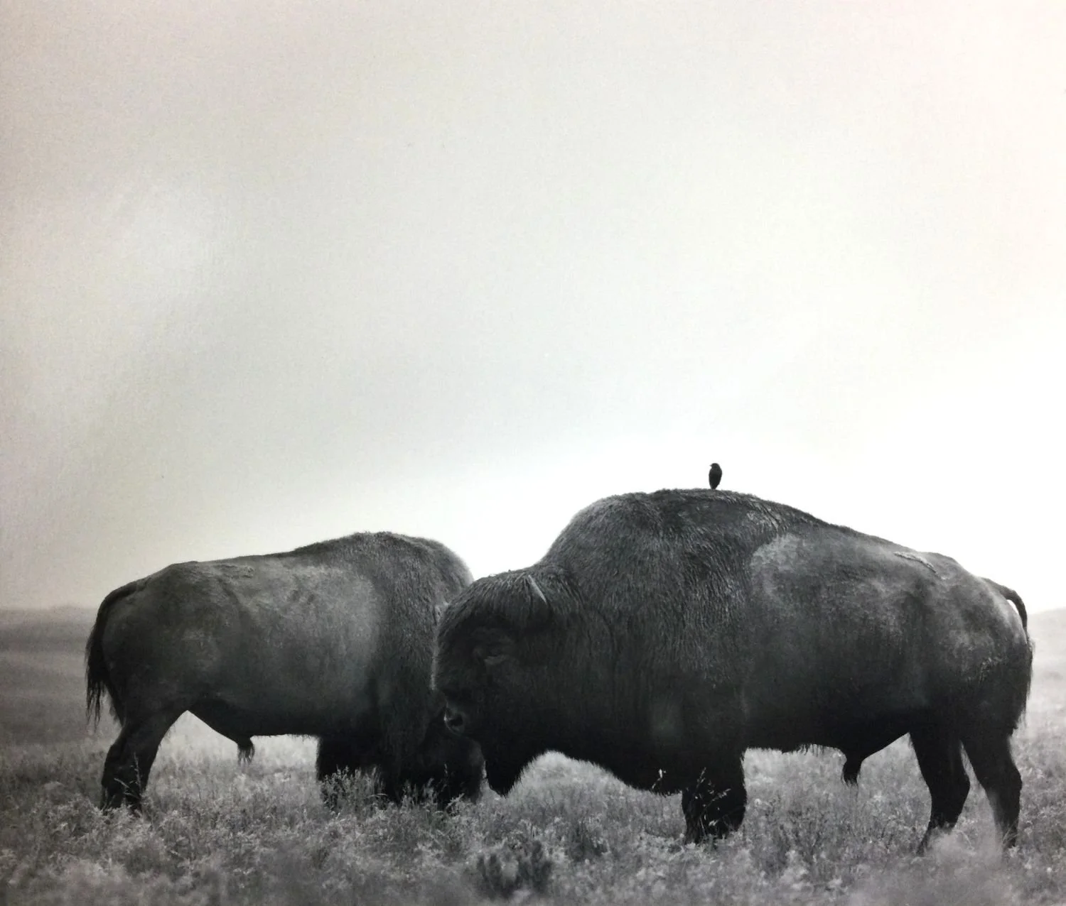 Bison And Bird (#212), 1974, dark-room based silver emulsion black & white photograph