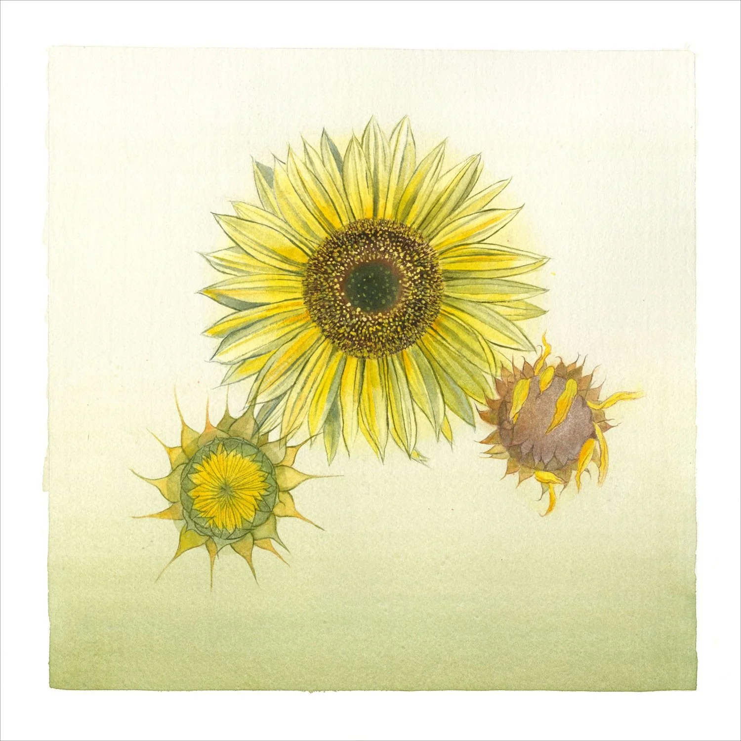 Sunflower Series (25.2), Sunflower A, 2025, watercolour on paper, 13 x 13 inches (33x33cm), framed (outside measurements 26.5 x 23 inches/67x59cm), $1275 Cdn.