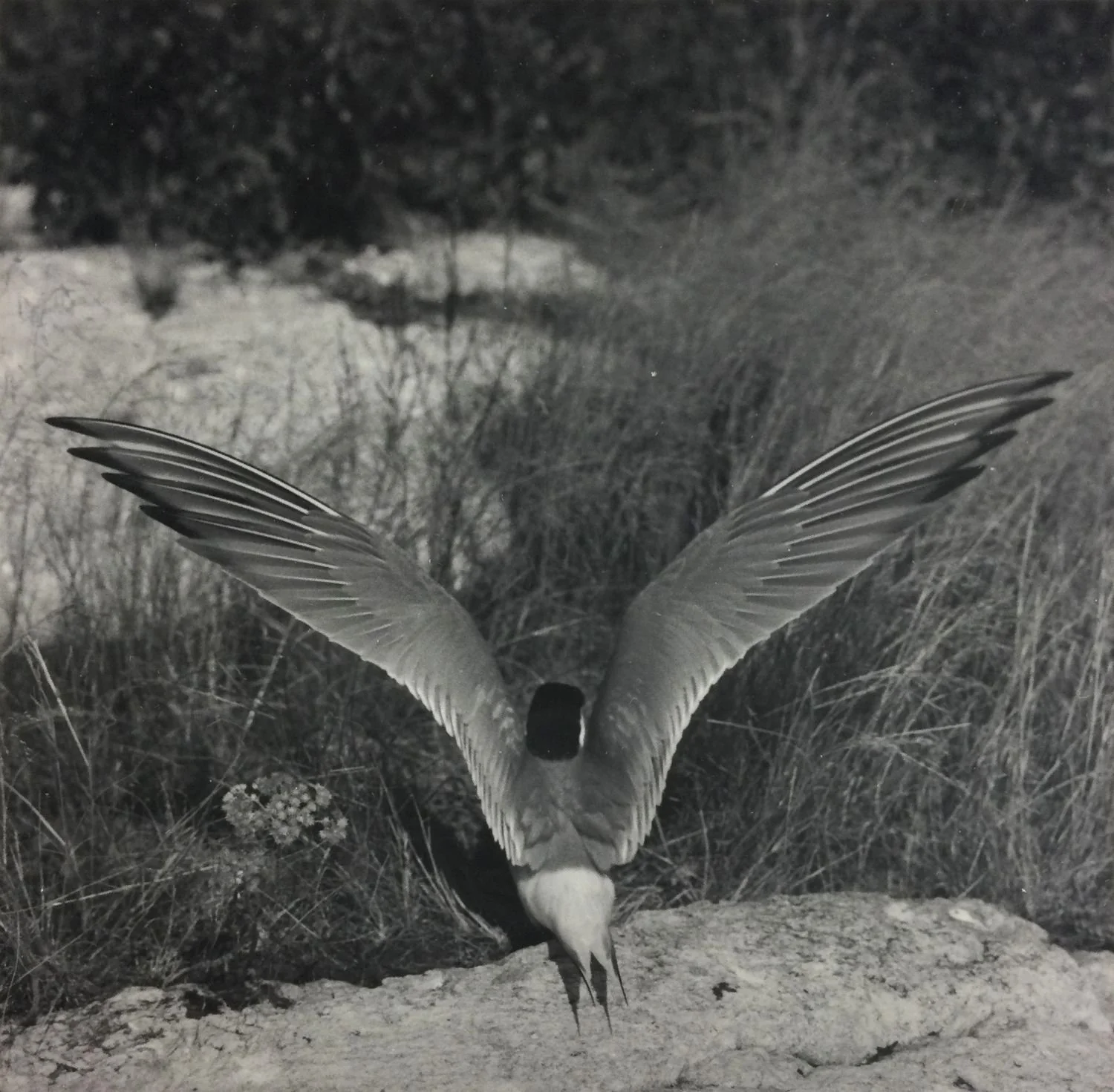 Common Tern (Sterna Hirundo), Barton Island, Lake Of The Woods Near Rainy River (#204), 1969, dark-room based silver emulsion black & white photograph,