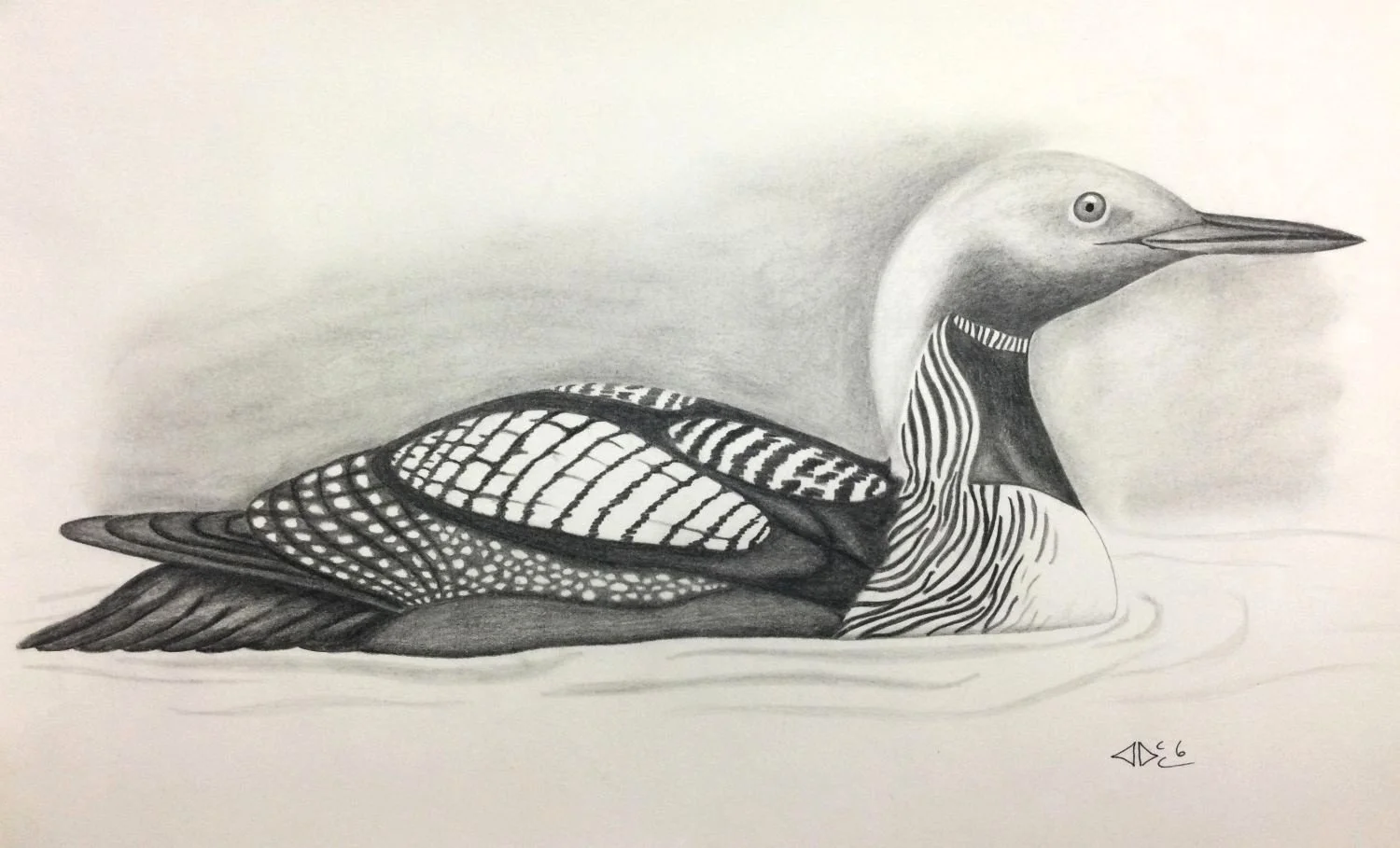 Aoudla Pudlat ᐊᐅᓚ (1951-2006)— E7-1366 Kinngait, ᑭᙵᐃᑦ/Cape Dorset, Loon, c.1985, graphite on paper, 11 x 18.25 inches (28 x 46.5 cm), framed, $900 Cdn.