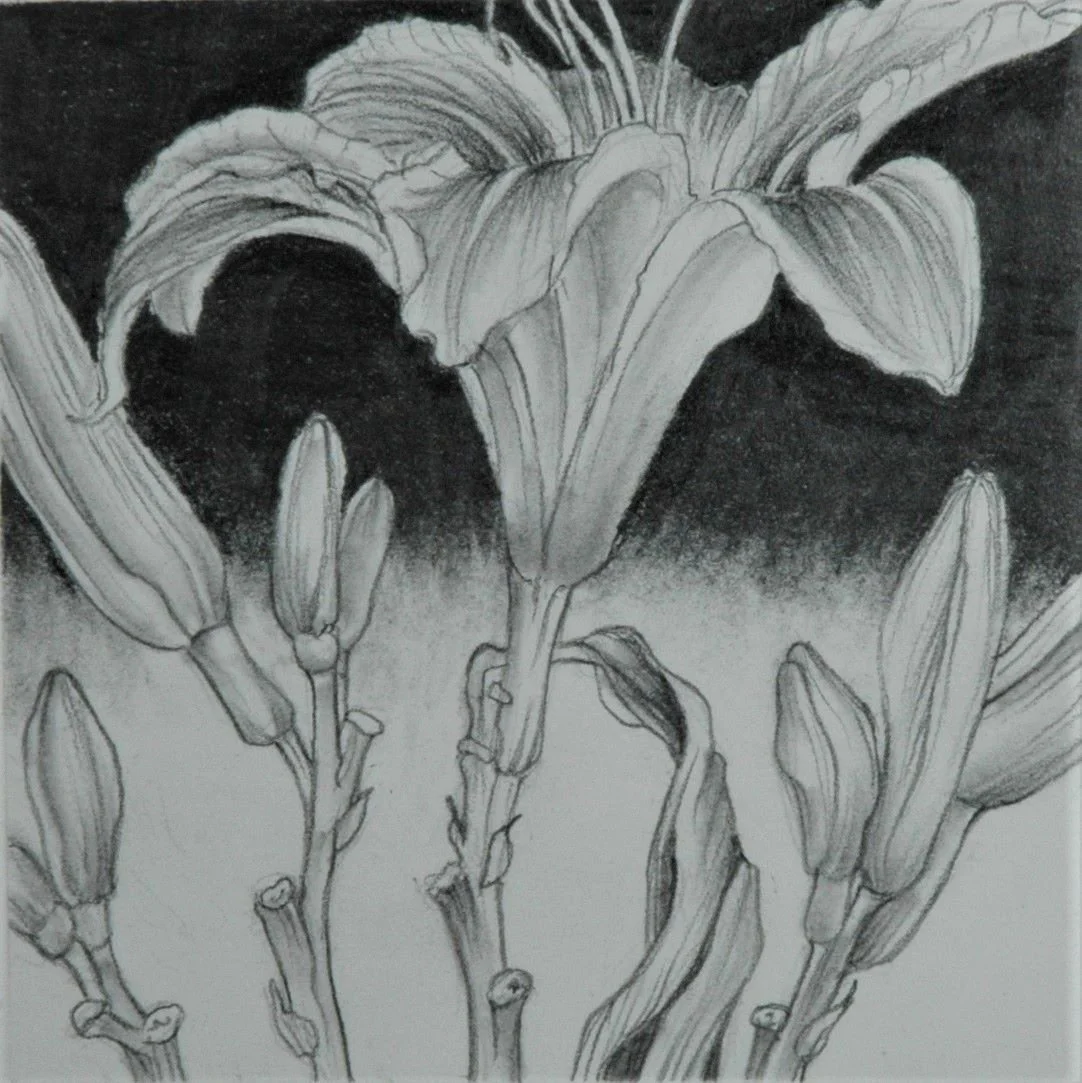 Day Lilies Life Cycle, graphite drawing on Rising Stonehenge paper, 4 x 4 inches (10x10 cm), framed, $350.00 Cdn.