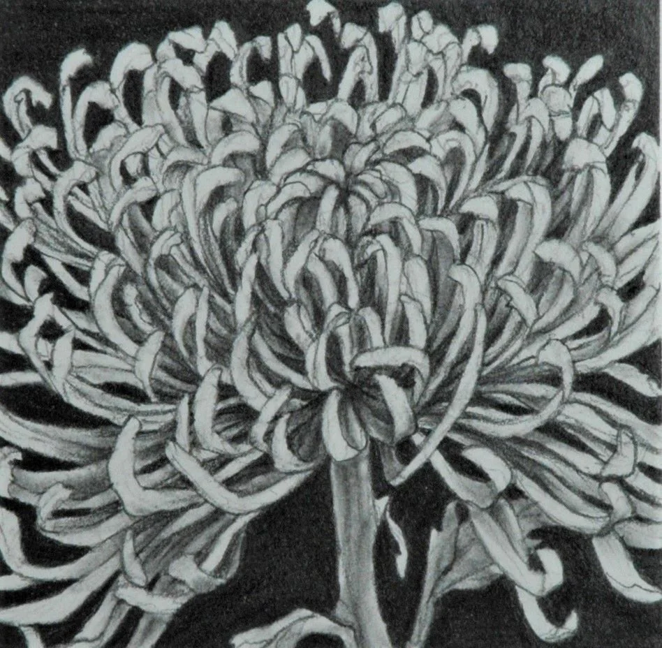 Chrysanthemum Series, graphite drawing on Rising Stonehenge paper, 4 x 4 inches (10x10 cm), sold.