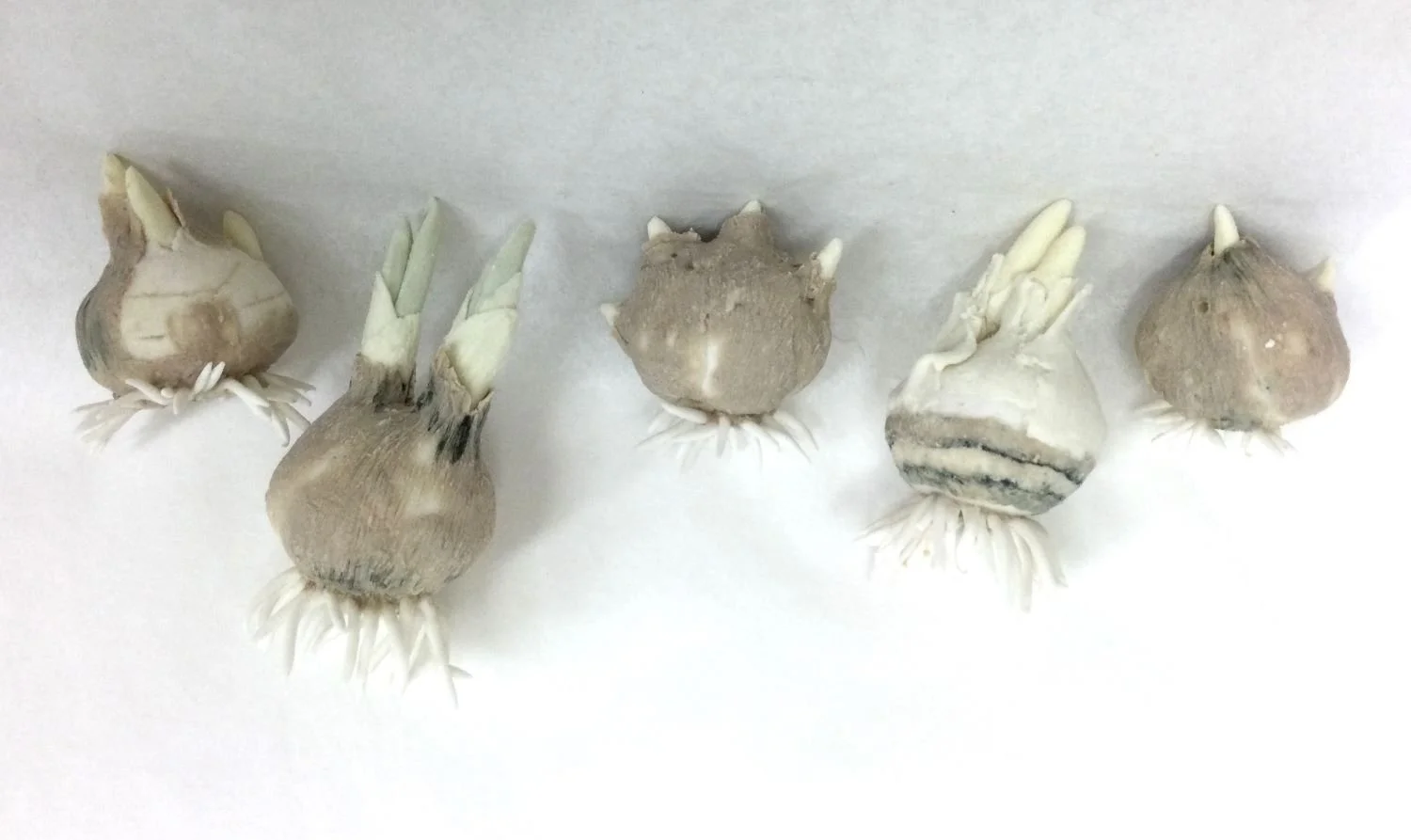 Croci Bulbs (set of 5, cat#21.7), 2021, cone 6 hand modelled tinted porcelain, 1.5 to 2.5 inches (3.5 to 6.5 cm) in height, $675 Cdn.